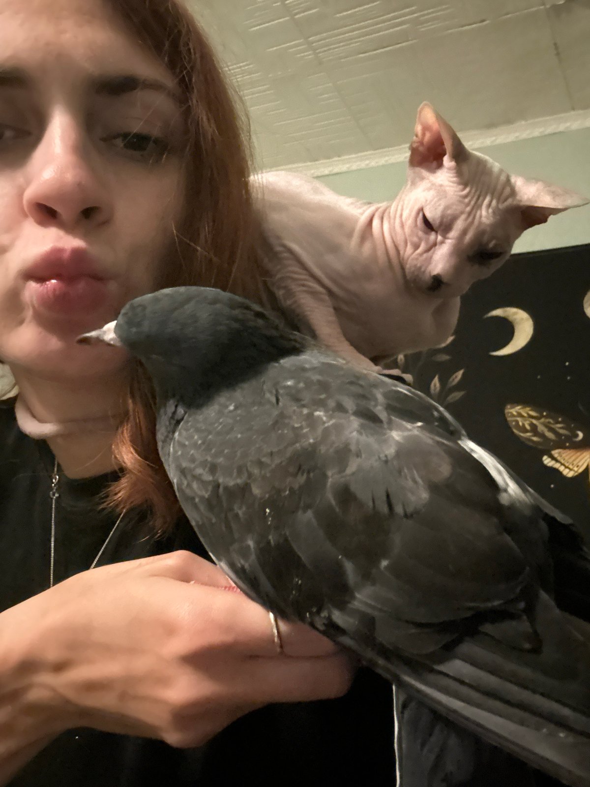 Sphynx cat and pigeon share the spotlight in Togliatti home