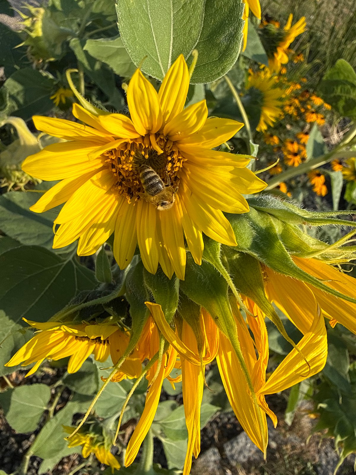 Bees foraging on a sunflower in bloom, Prague