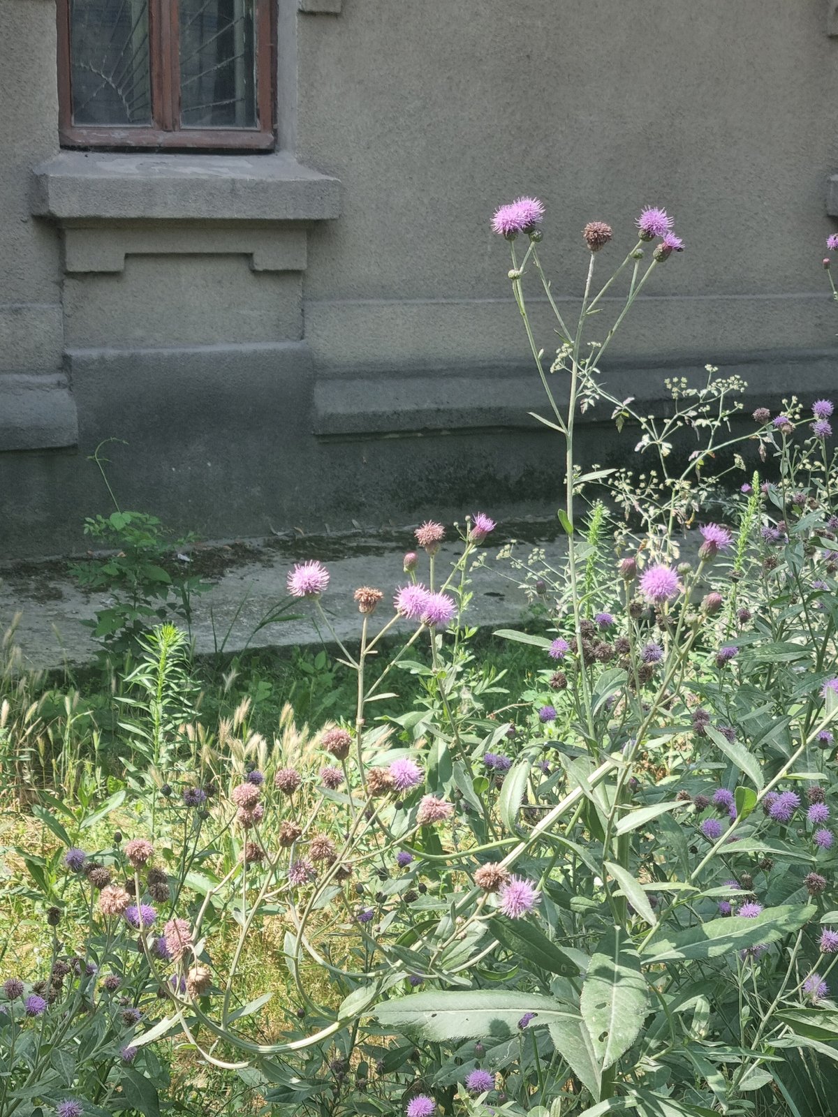 Trolleybuses and wildflowers at Bălți-Slobozia station