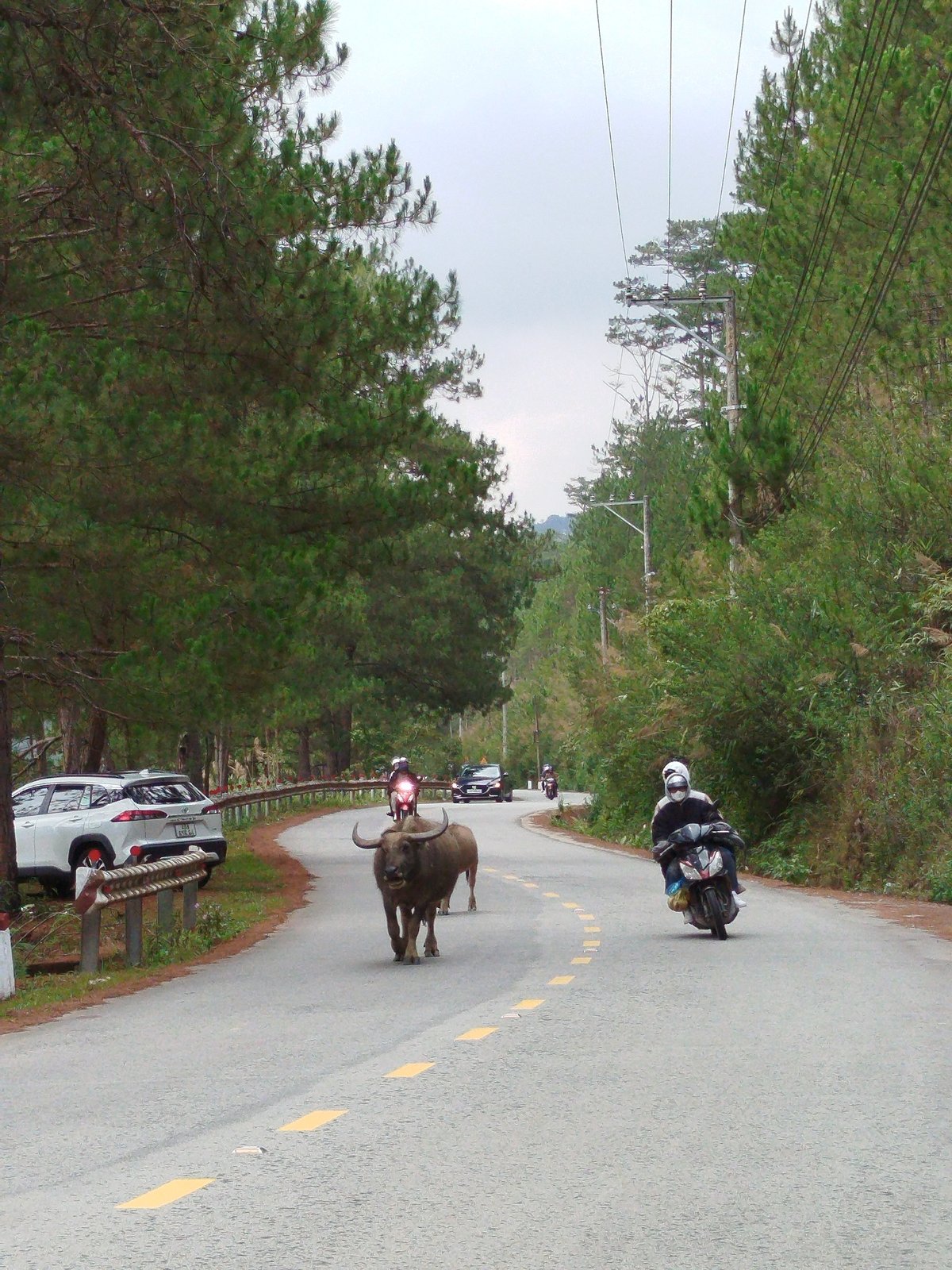 Water buffalo block mountain road in Da Lat, Vietnam