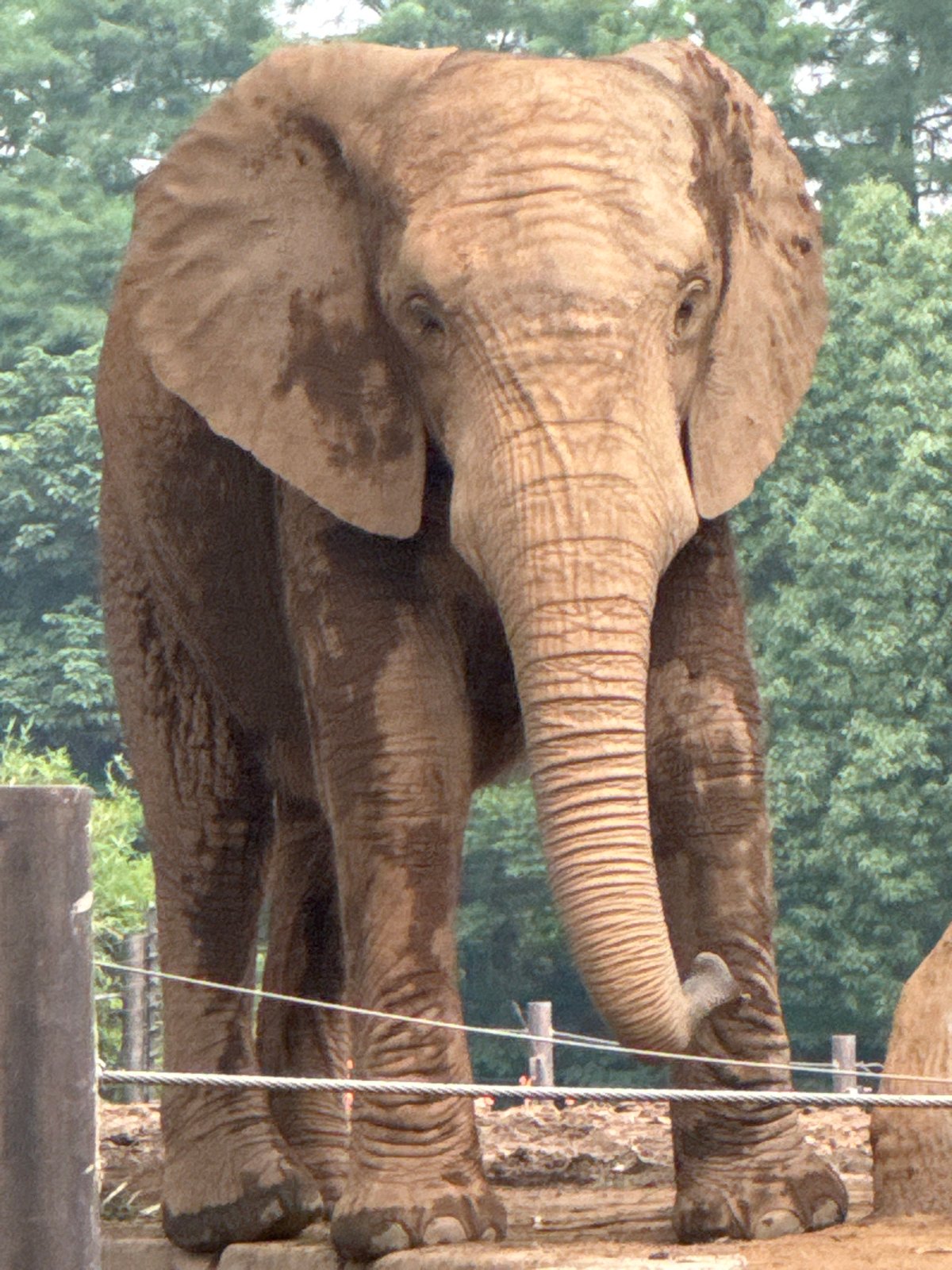 Up close with an elephant at a Pudong zoo