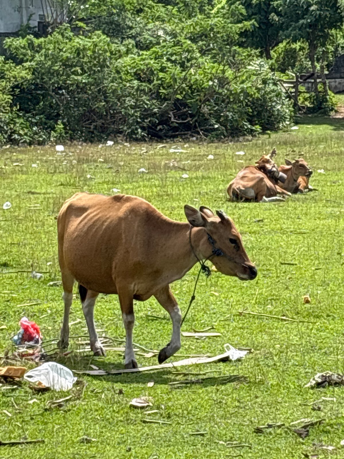 Cows graze in trash-scattered field in Kuta Selatan