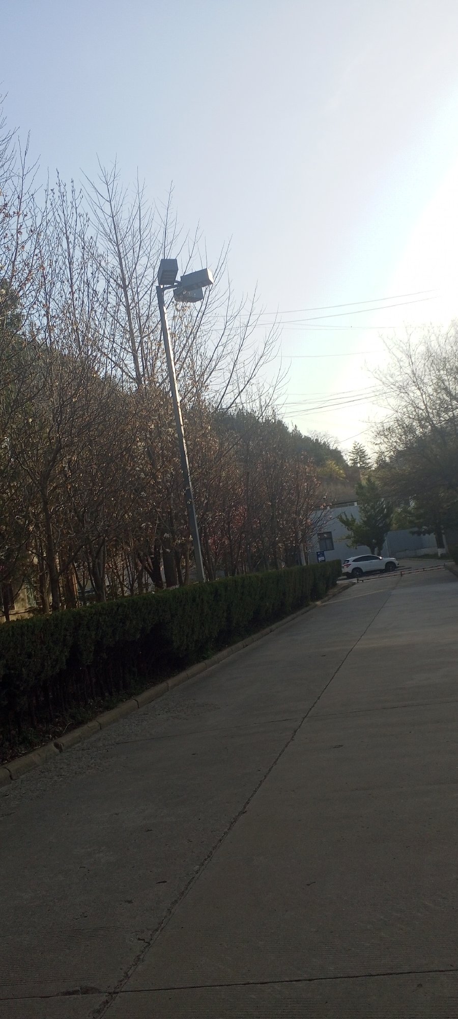 Tree-lined street observed in Baota District, China
