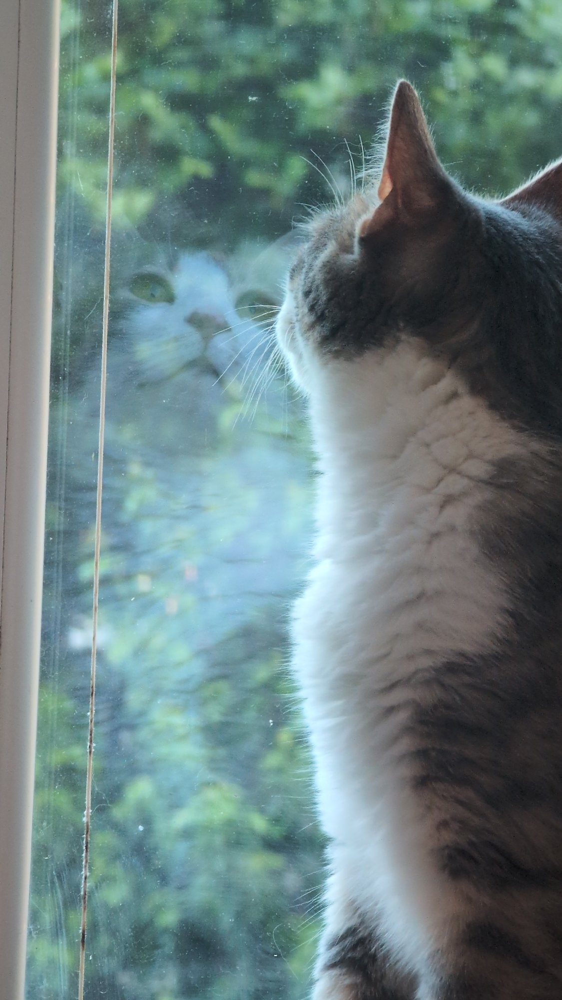 Cat watches from windowsill in Burgas, Bulgaria