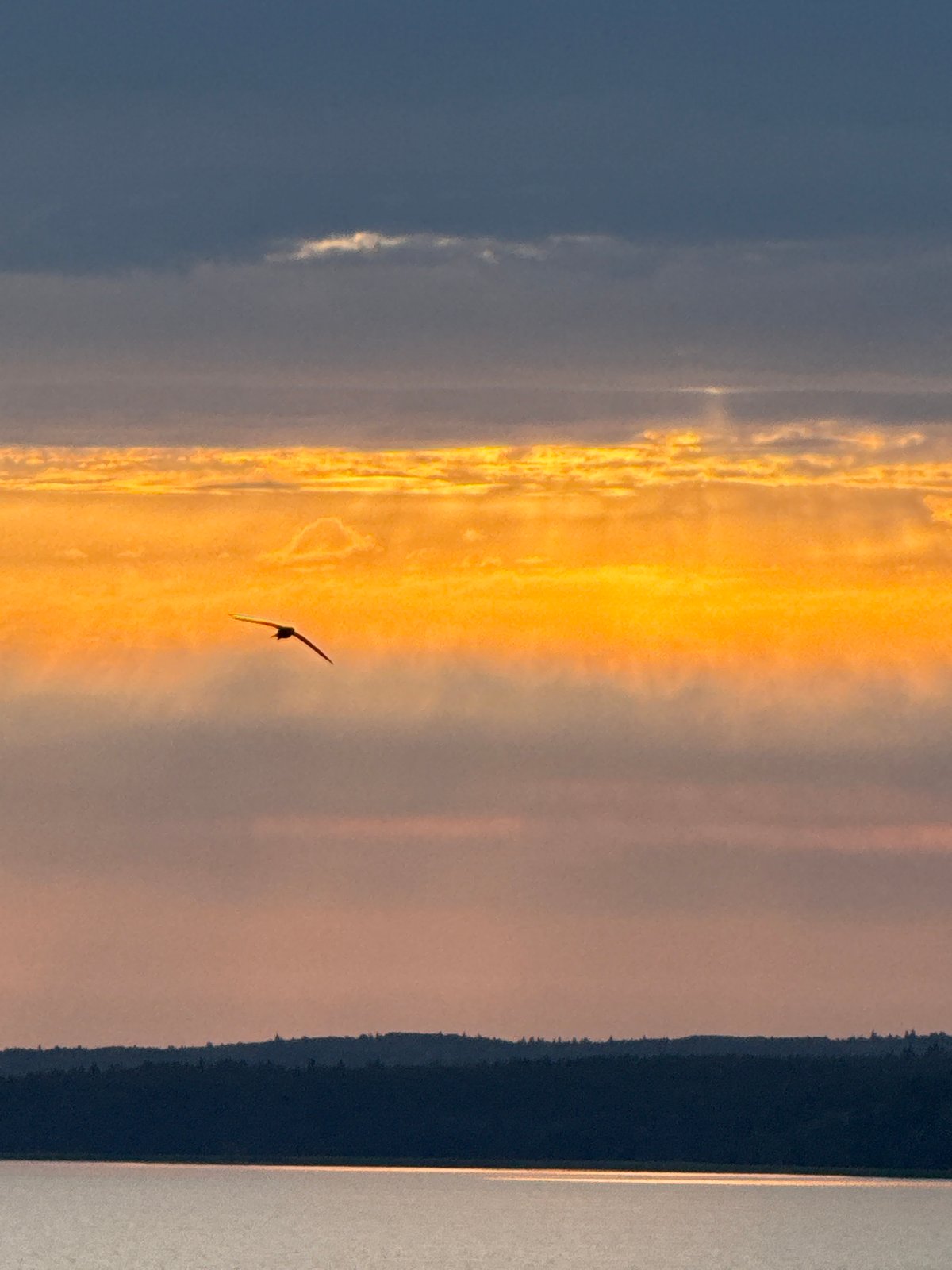 Bird in flight over a Votkinsk sunset, July evening