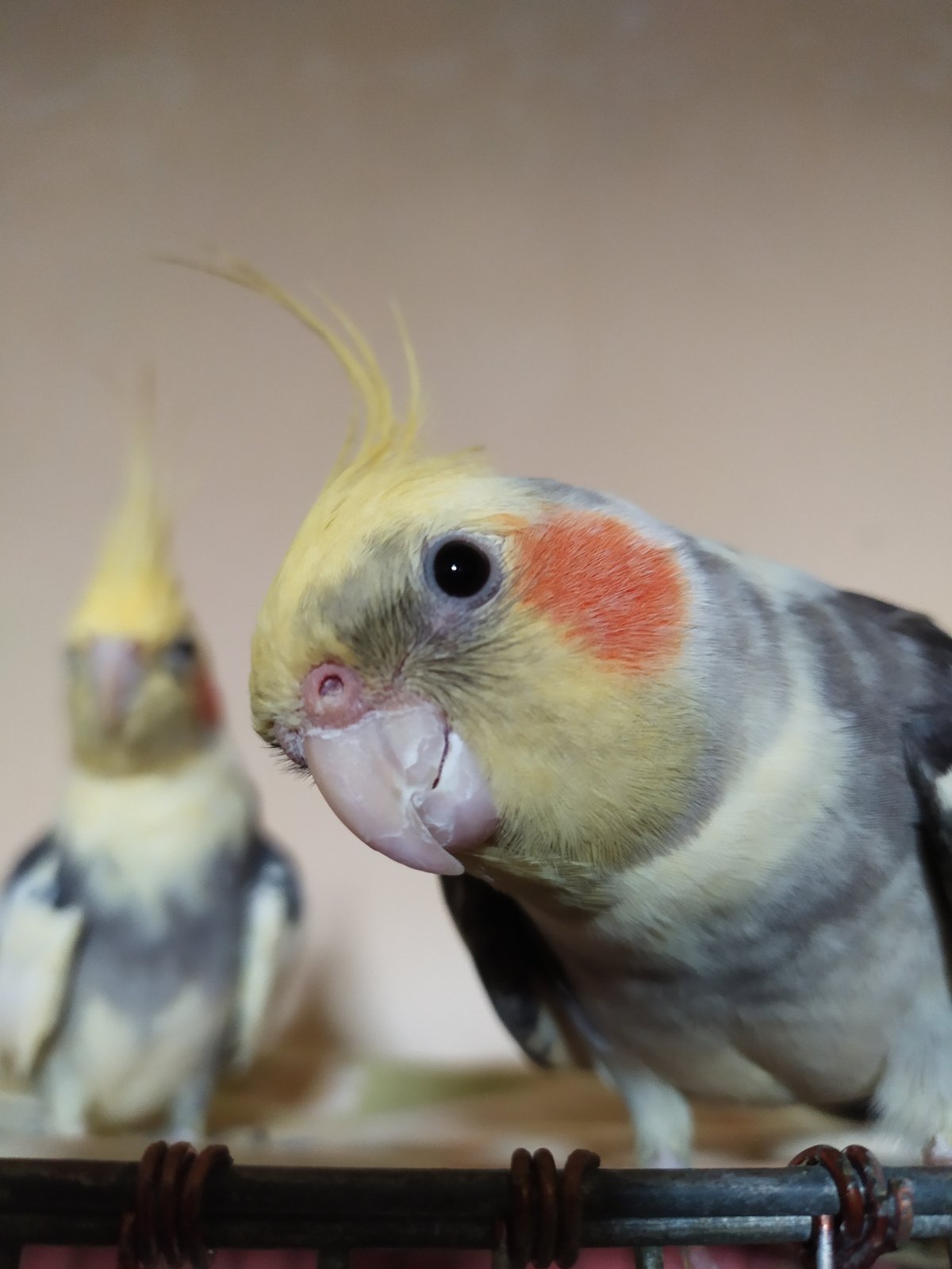 Cockatiels and a budgie at home in Bilajari, Azerbaijan