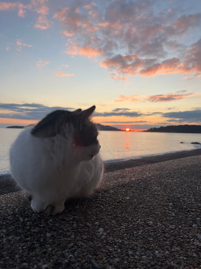 Sunset witnessed along Montenegro's Adriatic coast with observing cats