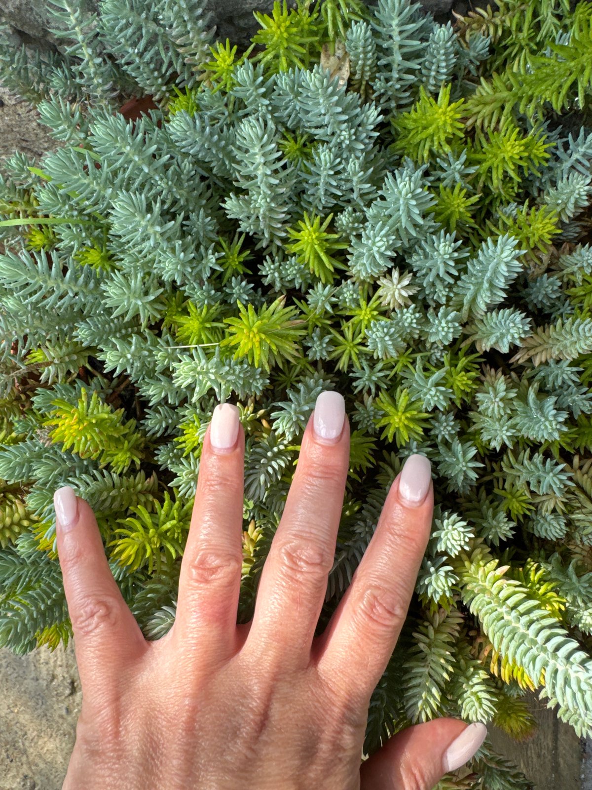 Sochi garden walk with succulents, houseplants, and a brindle puppy
