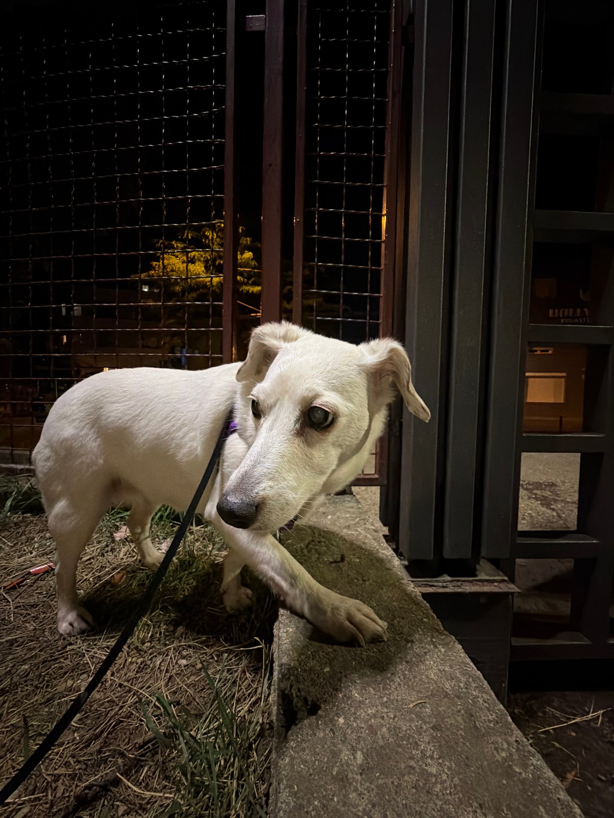 White dog photographed at night in Belgrade suburb