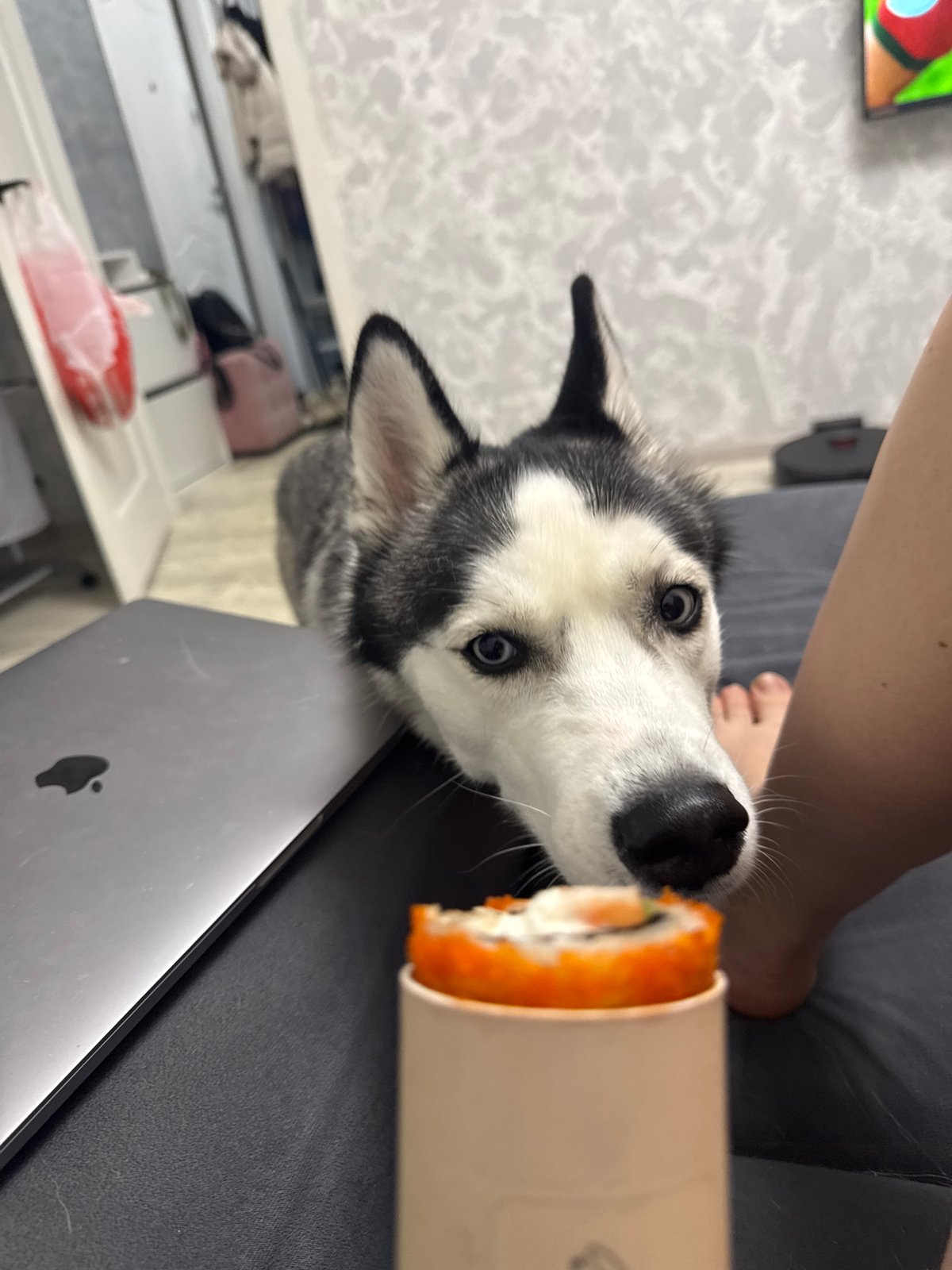 Woman shares meal time with husky, Bengal cat, tabby