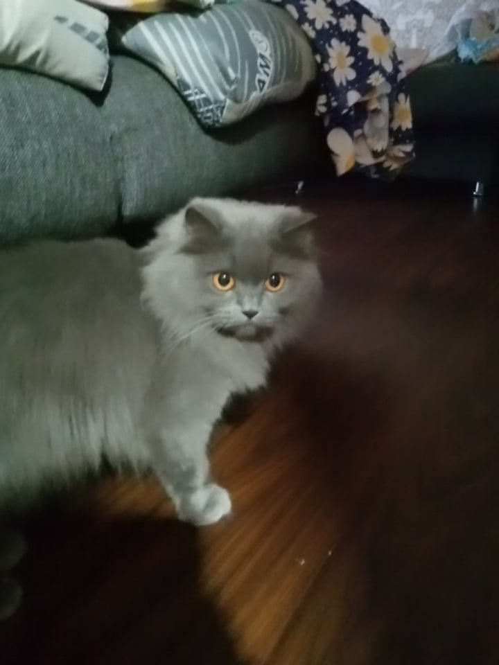 Grey cat at home in Angren, with decorative odds and ends nearby