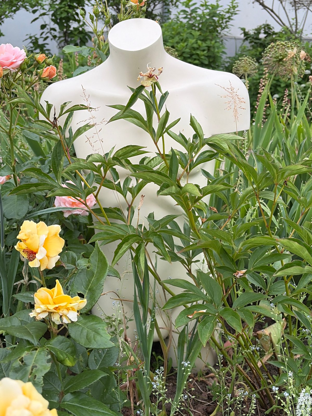 Garden flowers photographed up close in Madona, Latvia