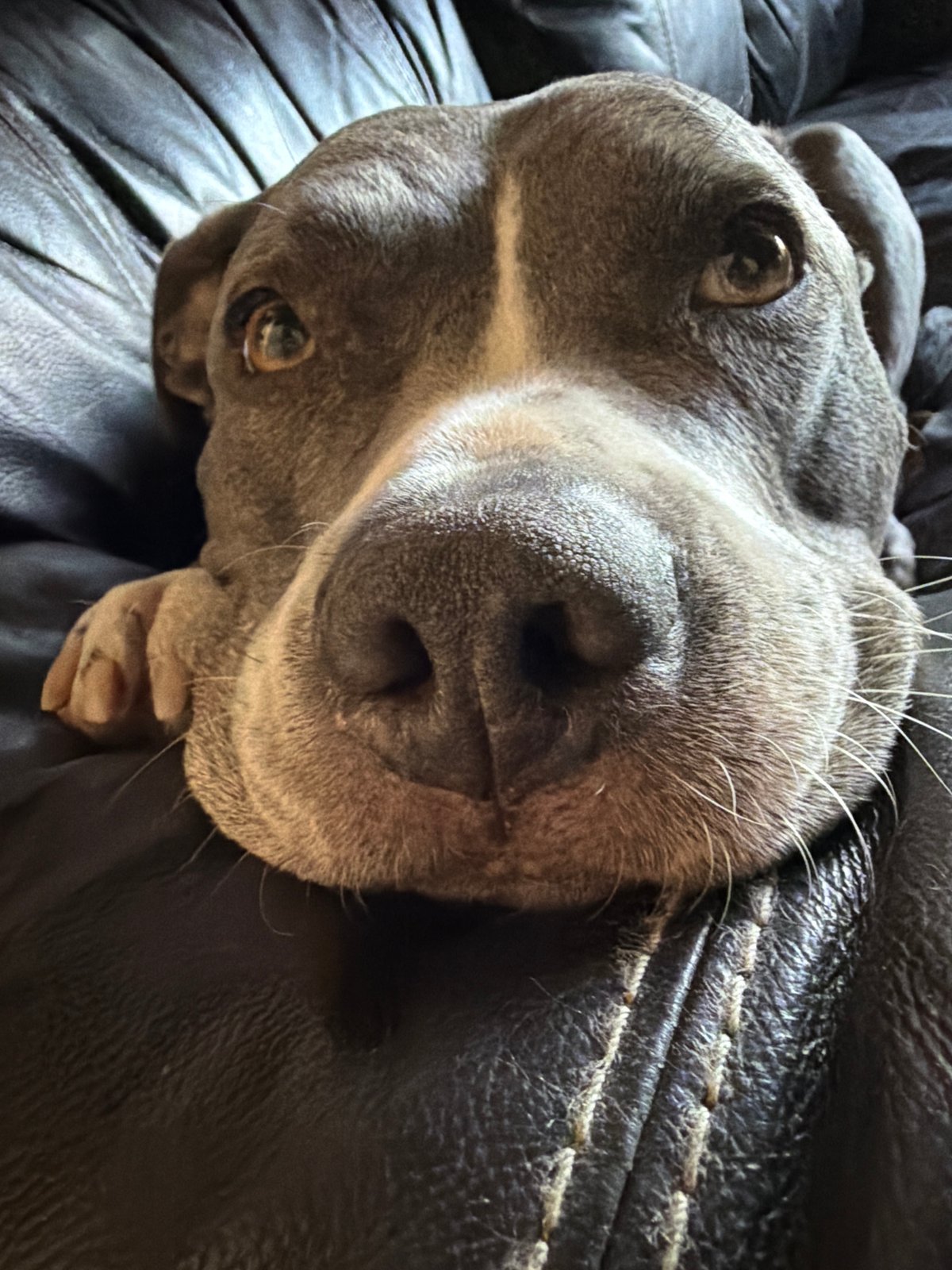 Dog rests on furniture in Luxembourg home