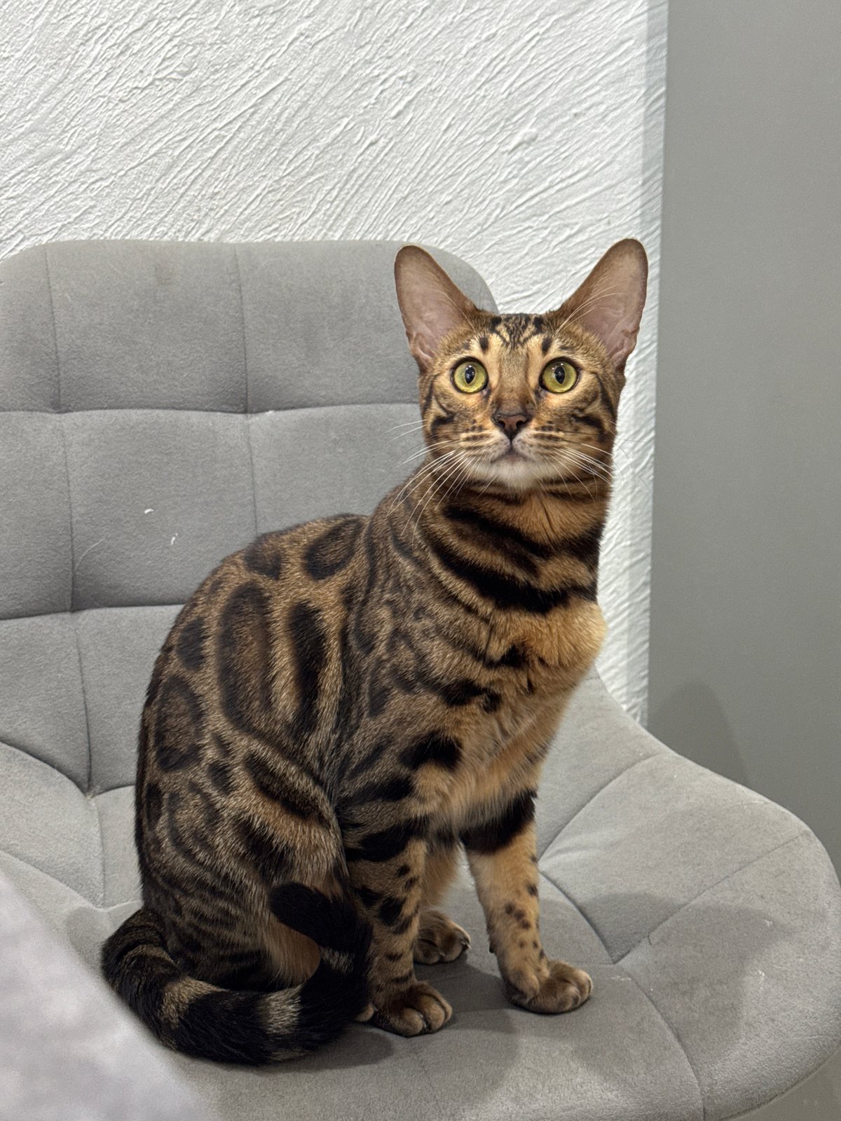 Domestic cats and dog documented in indoor settings