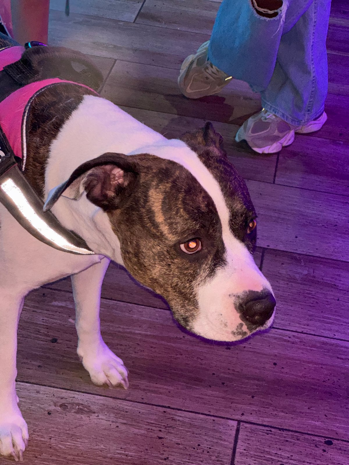 Dog in pink harness rests indoors in Barcelona