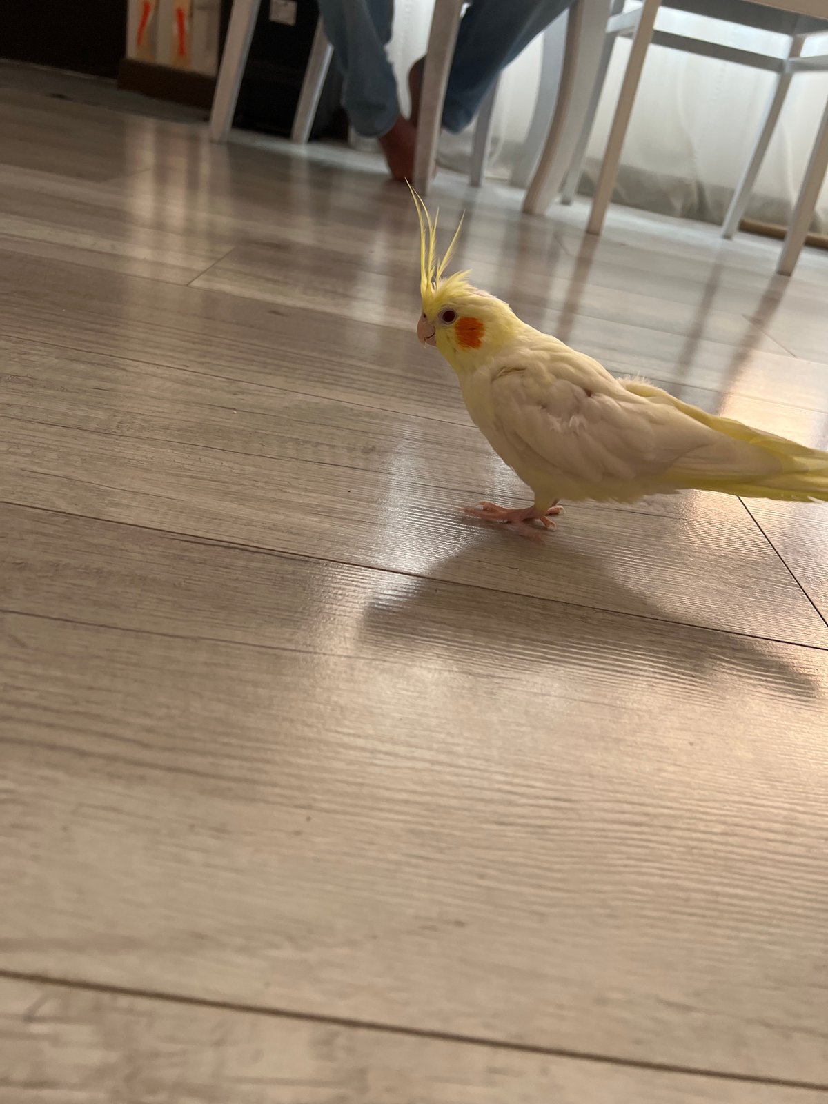 Cockatiel hangs out at home in Bataysk, Russia