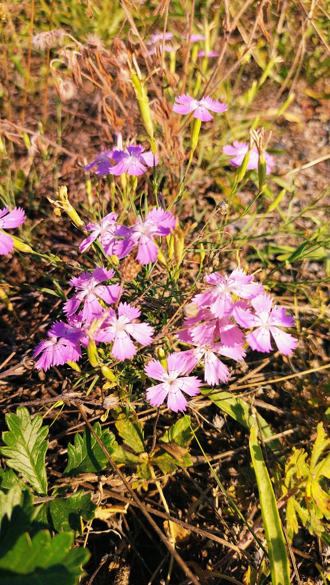 Late-summer flowers and foliage up close in Horishni Plavni
