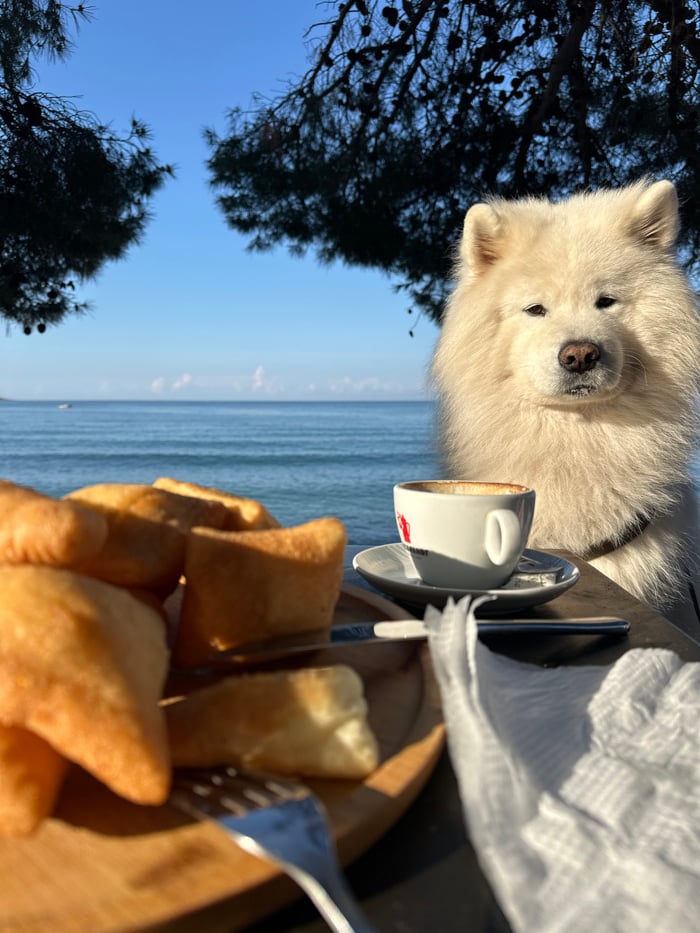 Morning pet interactions documented during beach breakfast in Montenegro