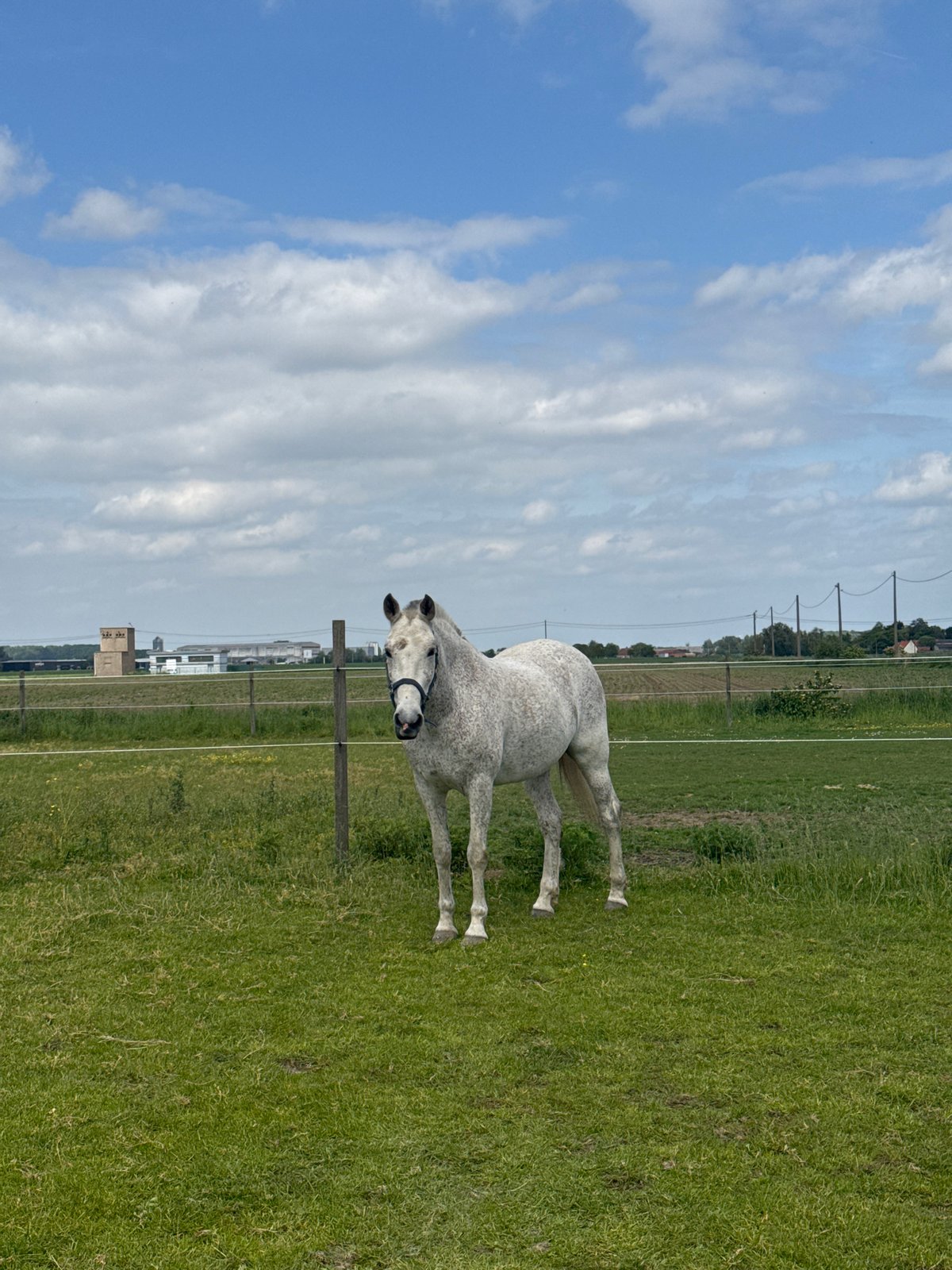 Spotted horse observed in field, Estaimpuis Belgium