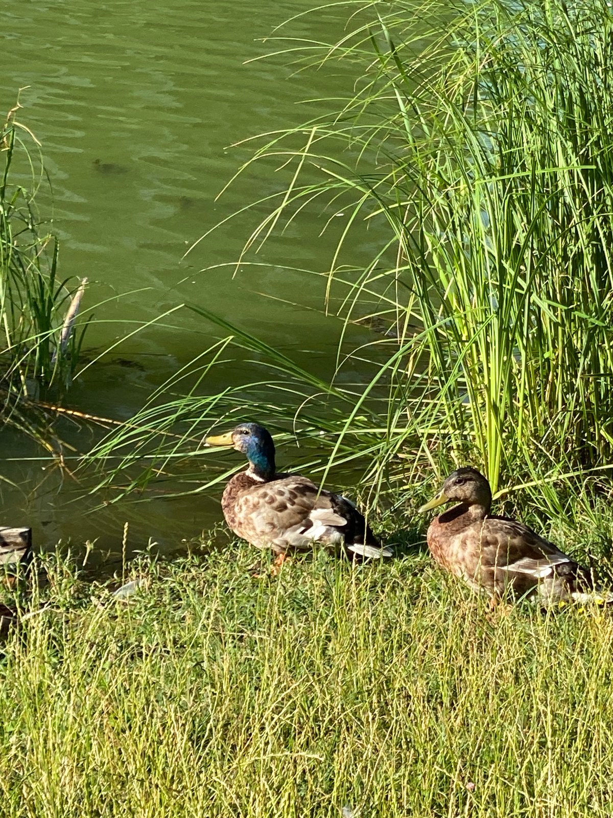 Sunny afternoon at a city park pond with wildlife and skyline views