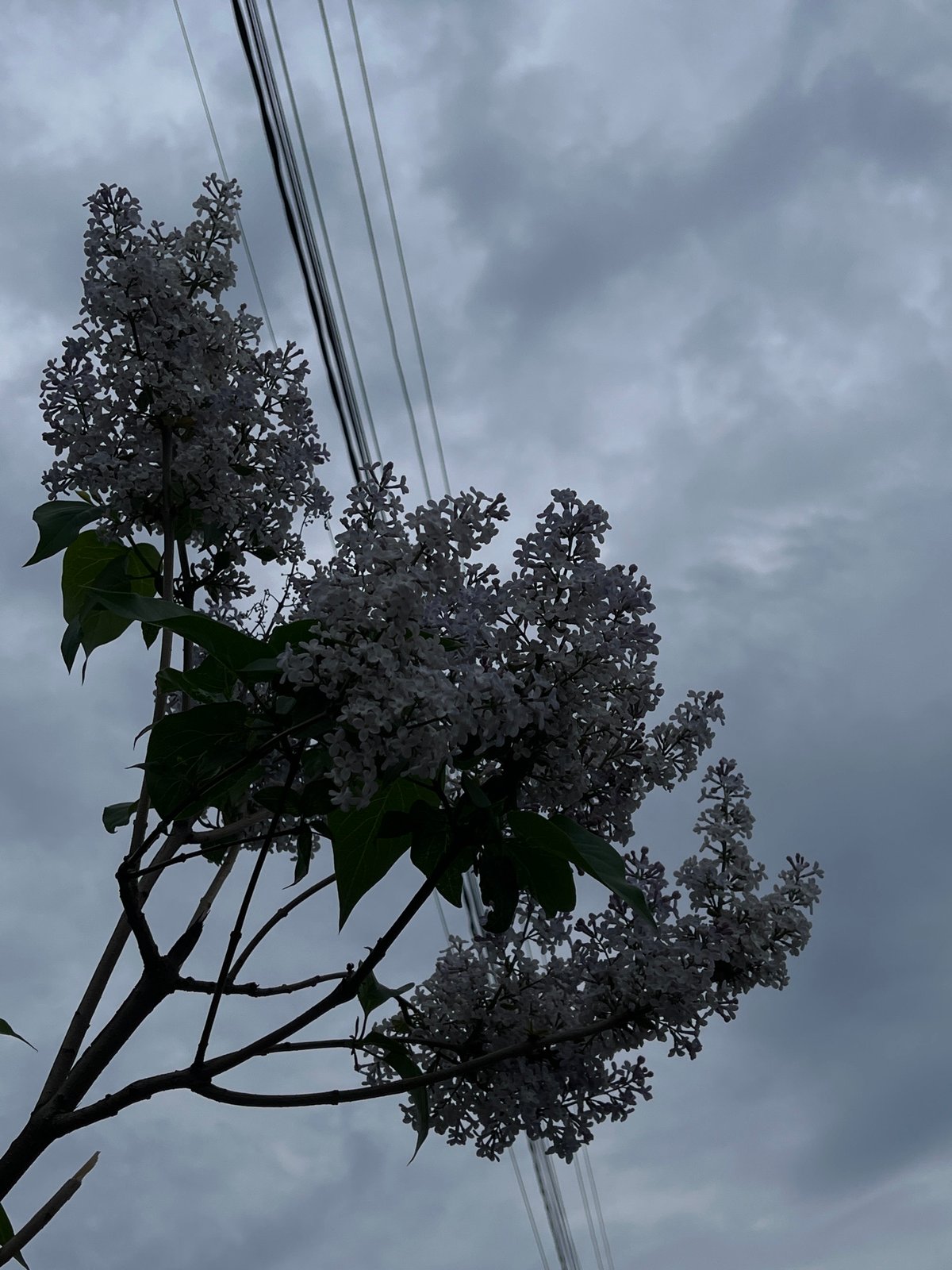 Spring blooms documented across urban area with Cyrillic signage
