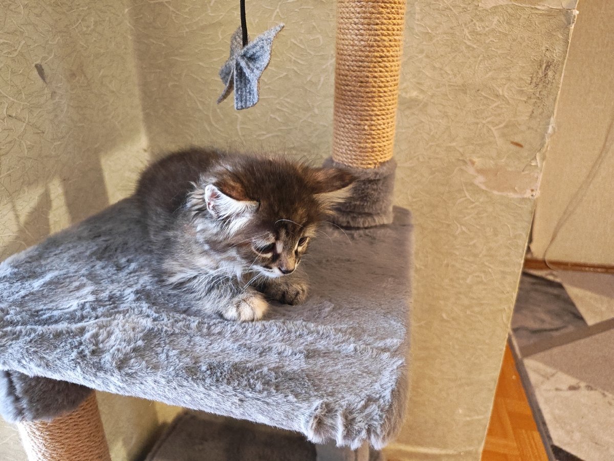 Kitten on a cat tree, plus everyday snapshots from Tolyatti