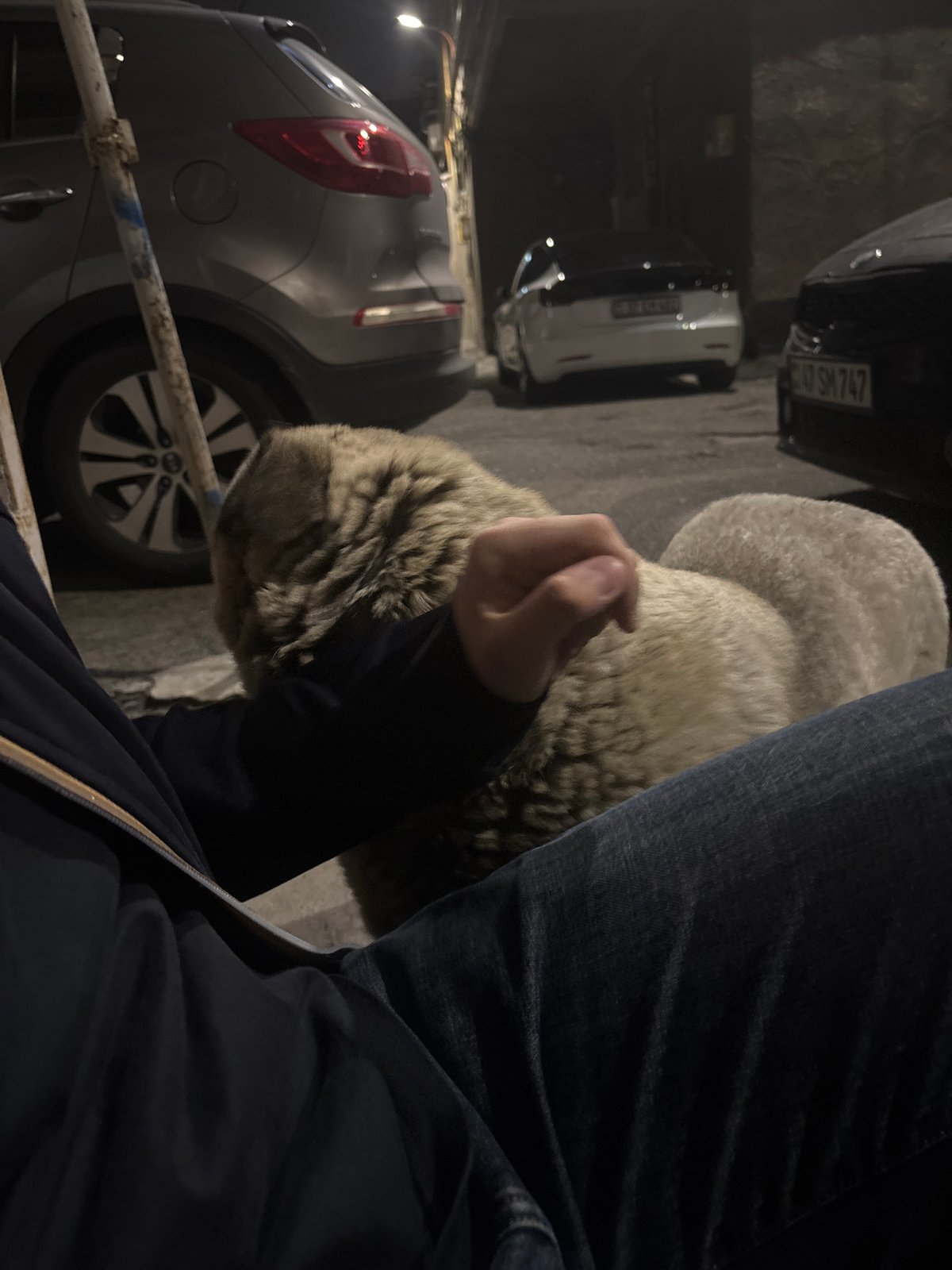 Person bonds with blue-eyed dog on Yerevan street bench