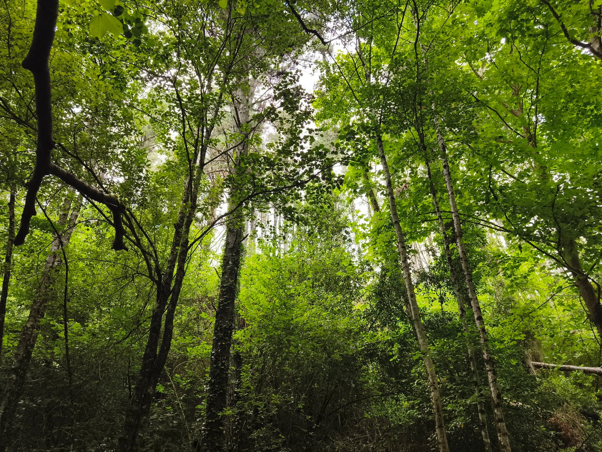 Forest stream and trail in the Basque hills, midsummer