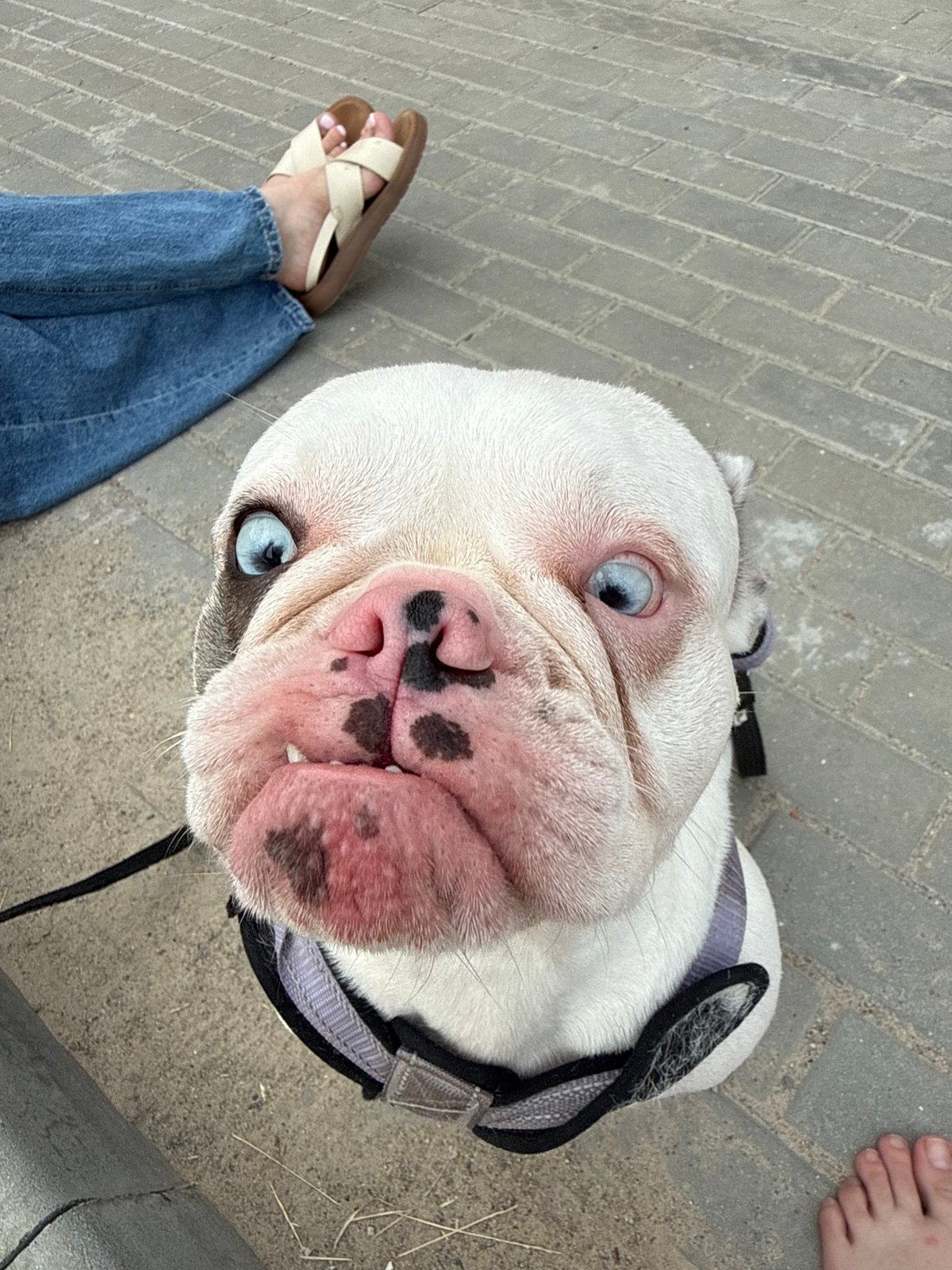 French Bulldogs out on a walk in Berezyna, Ukraine