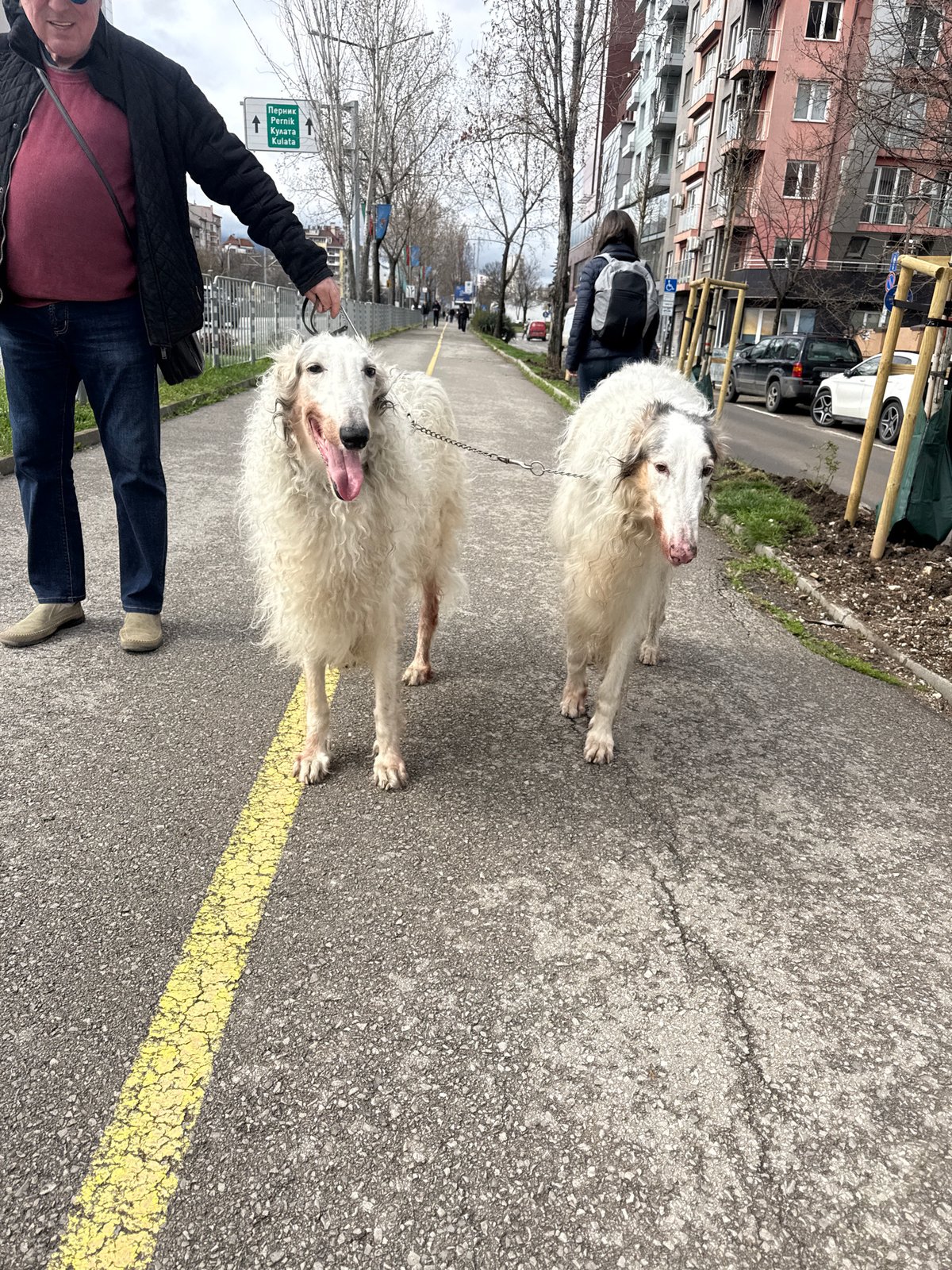 Man walks two white dogs on Sofia sidewalk