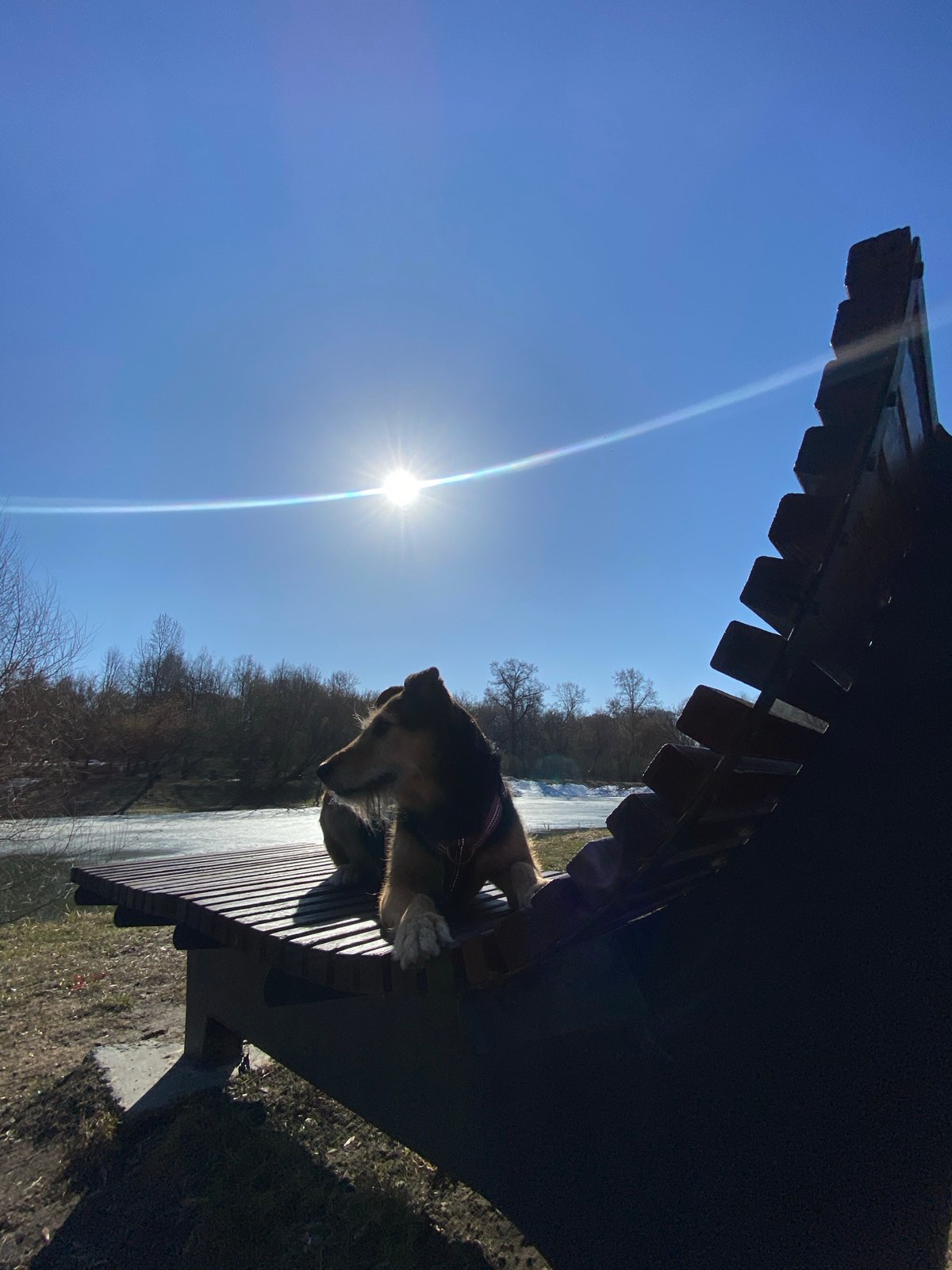 Dog spotted relaxing at Moscow waterfront park
