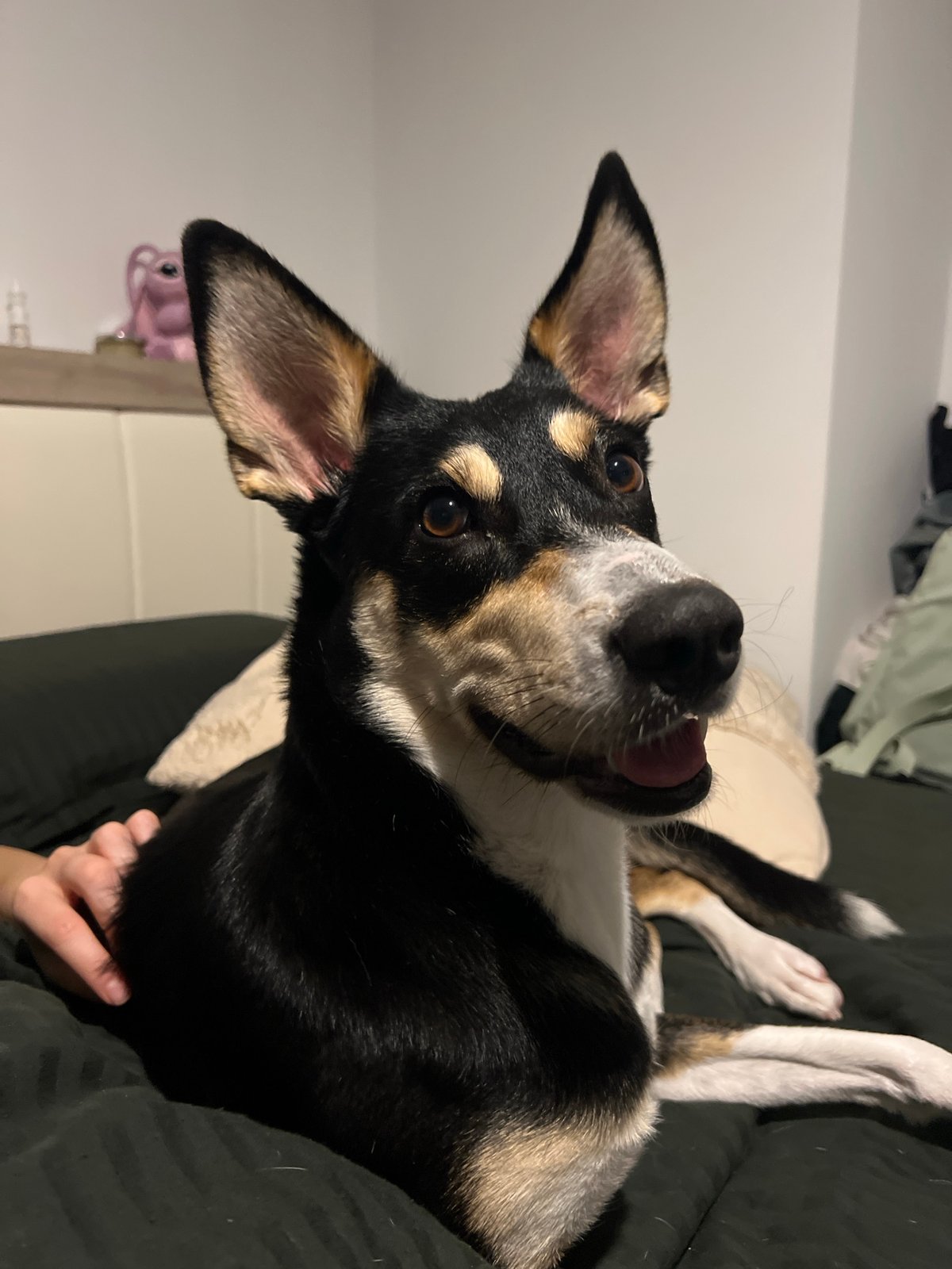 Dog chilling on dark bedding in Sofia apartment