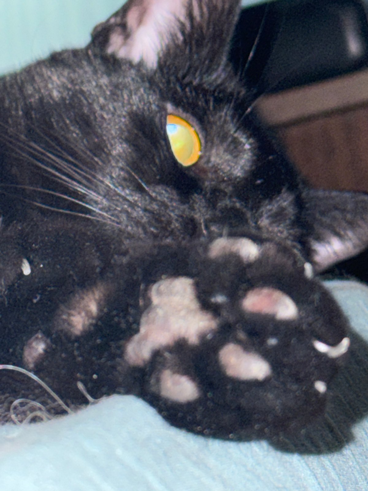 Pet owner documents evening moments with cat and dog
