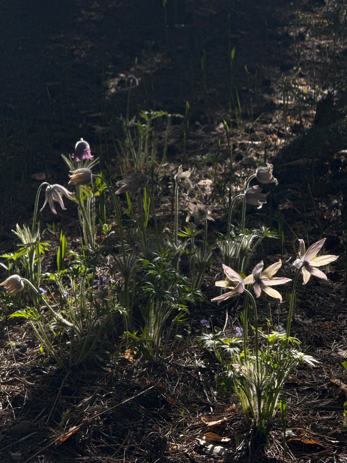 Spring wildflowers documented blooming in Kazan, Russia