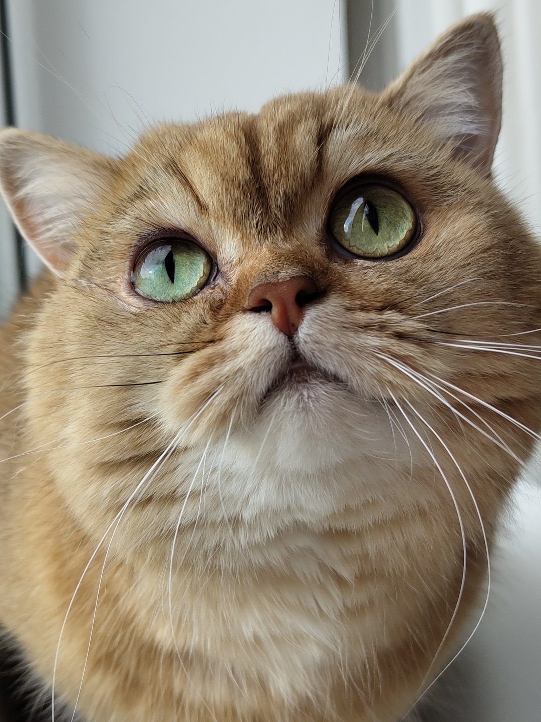 Golden British Shorthair goes about its day in a Krasnodar apartment