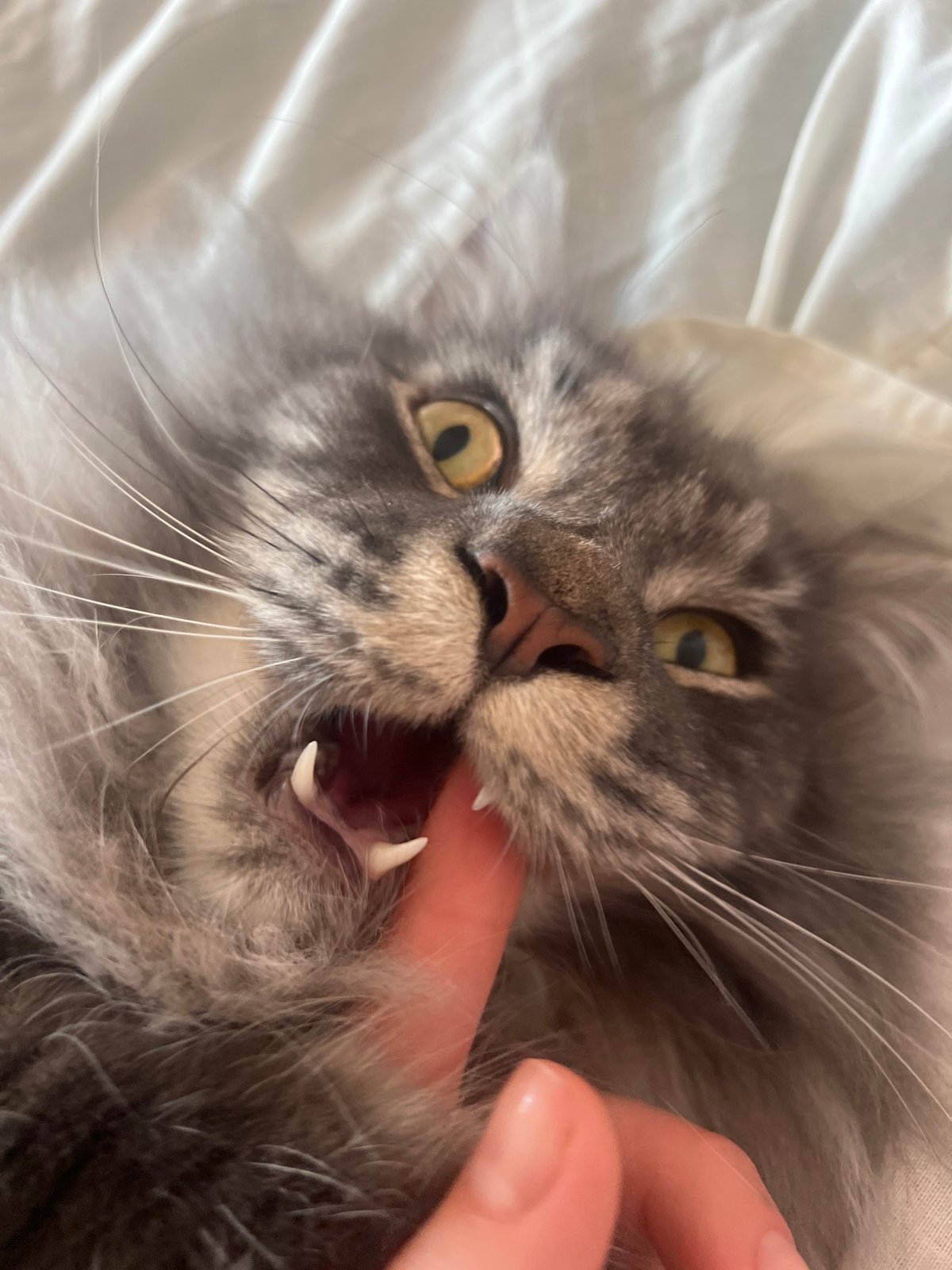 Maine Coon plays and lounges on a white bed in Ternopil
