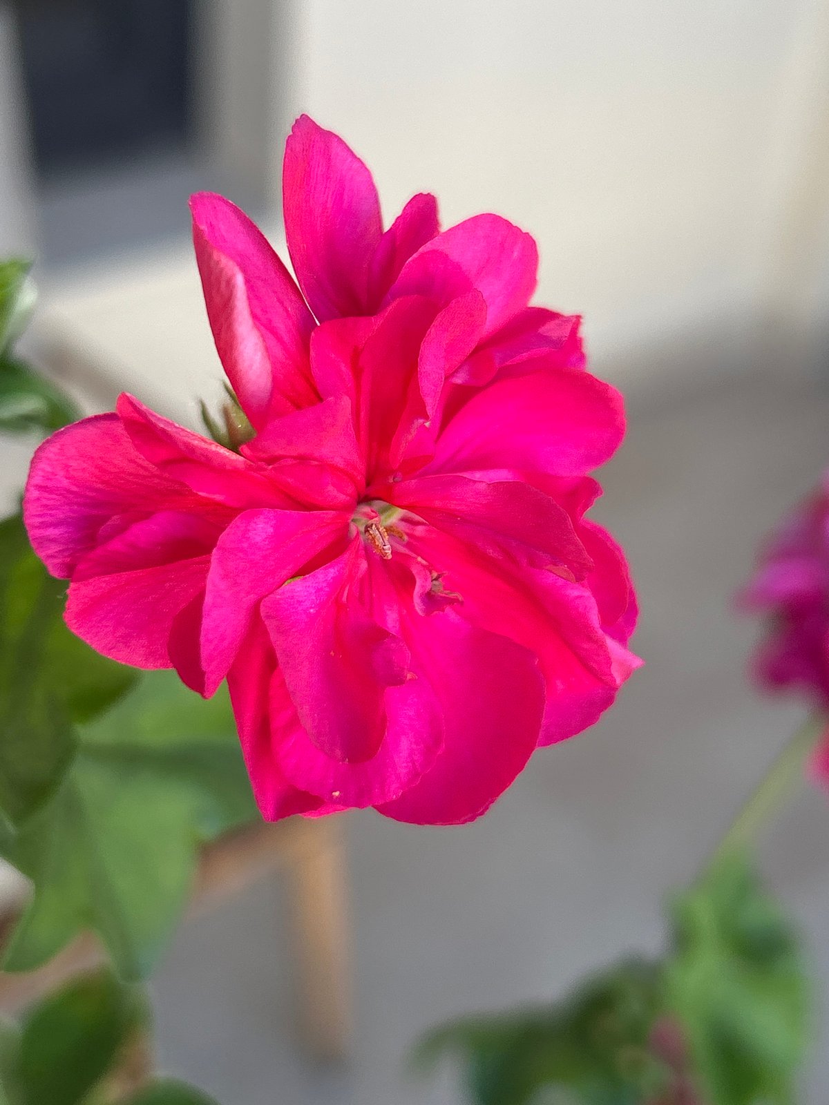 A quiet June morning at a Plovdiv apartment, flowers and all