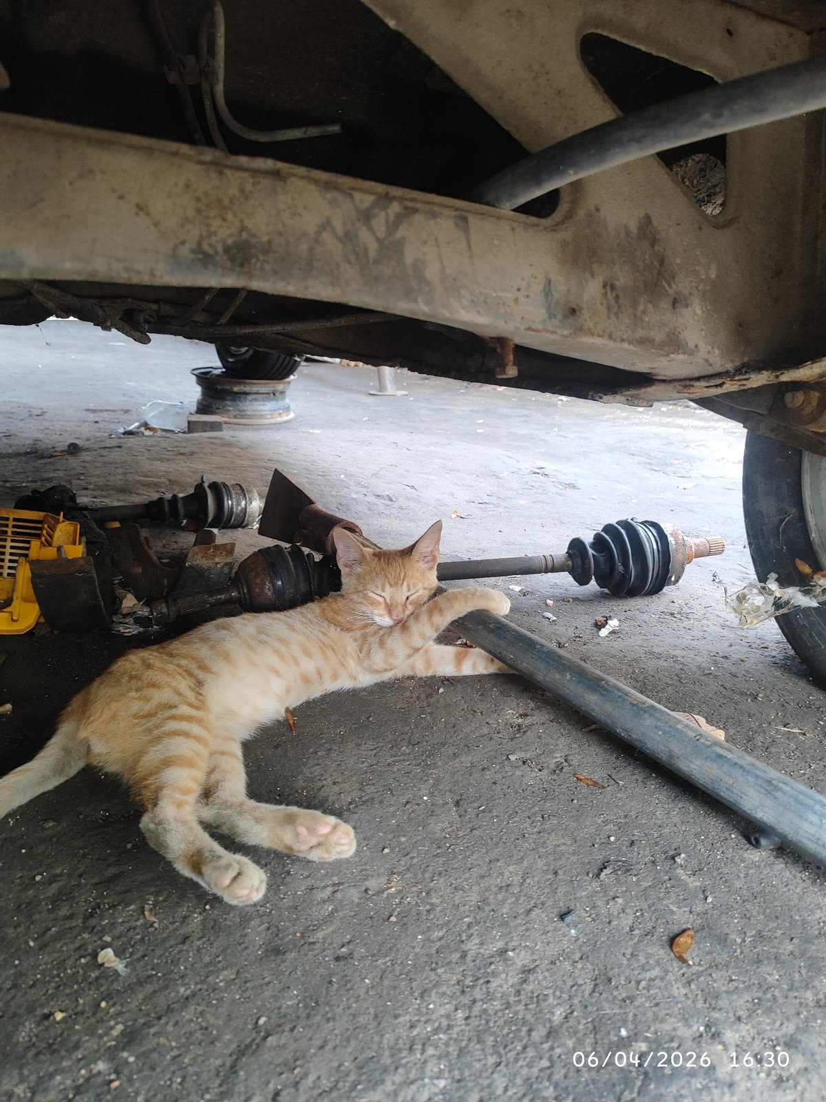 Orange tabby cat naps beneath car in mechanic shop