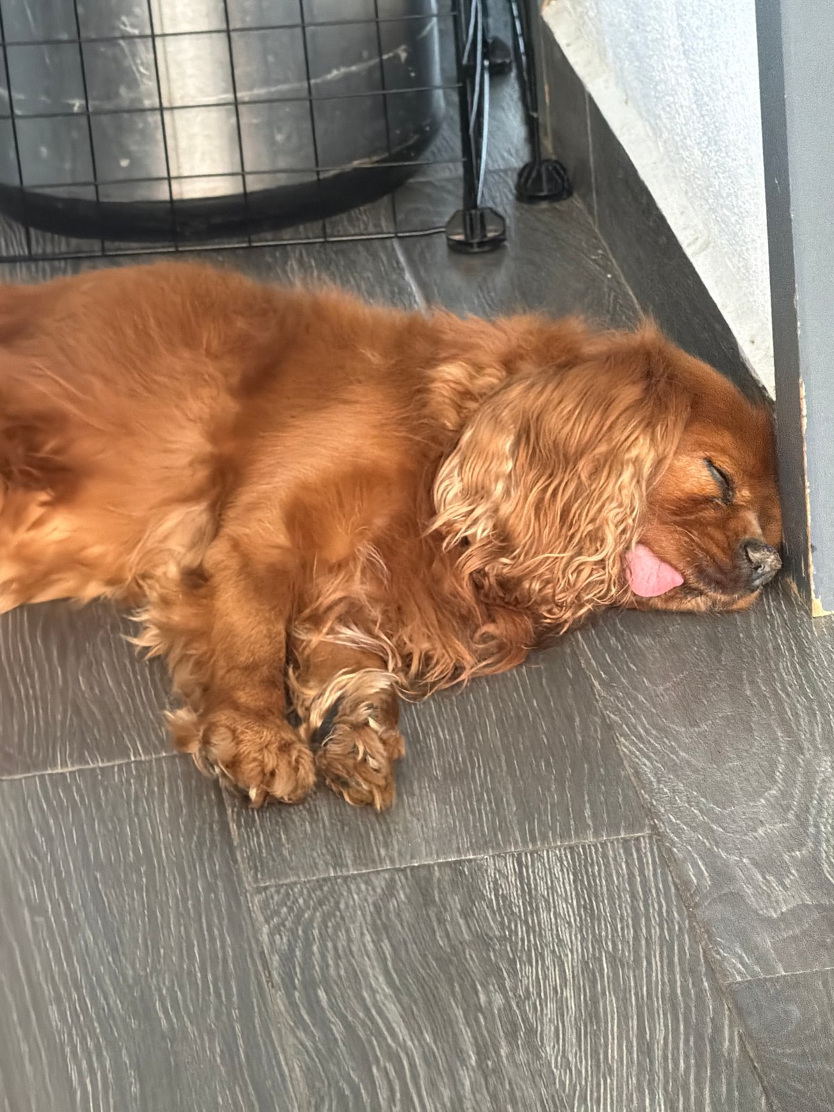 Cocker Spaniel rests on floor in Puebla home