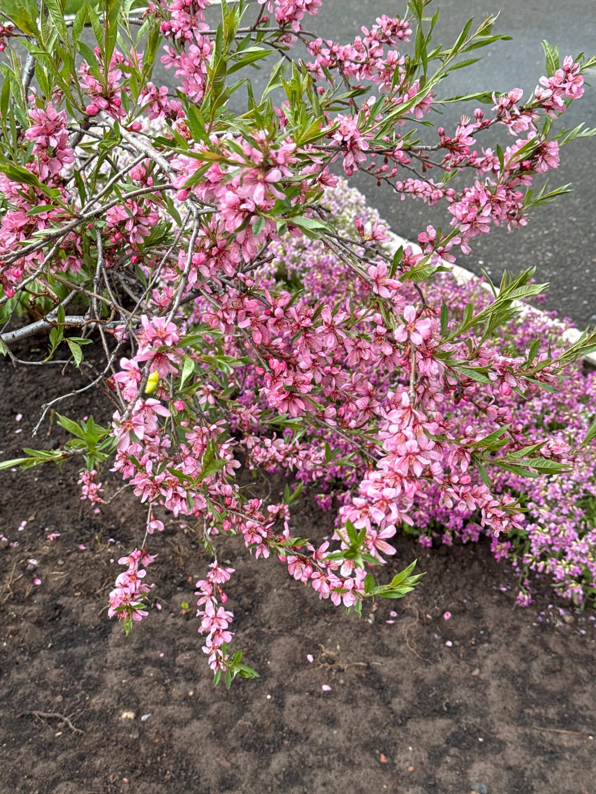 Spring flower season documented across Izhevsk, Russia