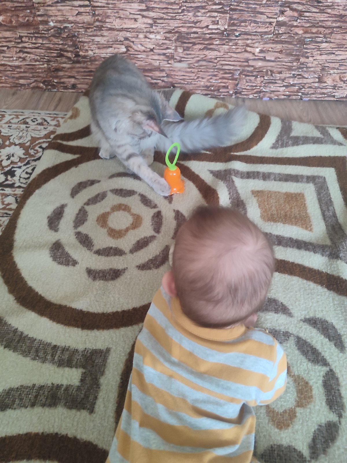 Baby plays with kitten as children game in Sarapul home
