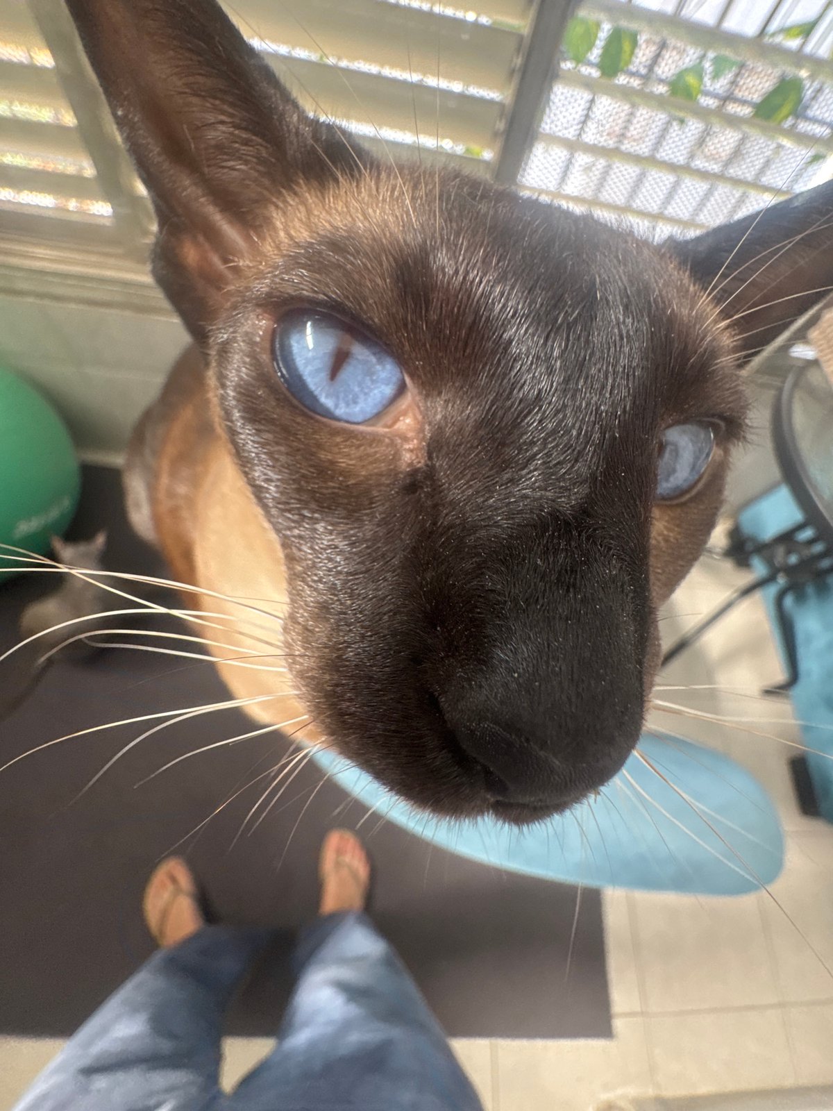 Cats, breakfast, and a Maserati on a quiet Ramat Gan morning