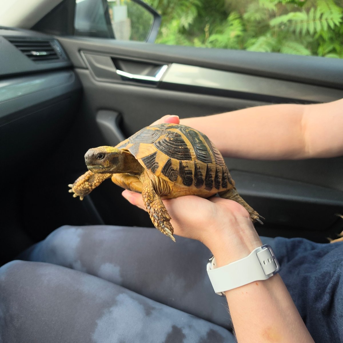 Person with tortoise captures sunset views in Podgorica