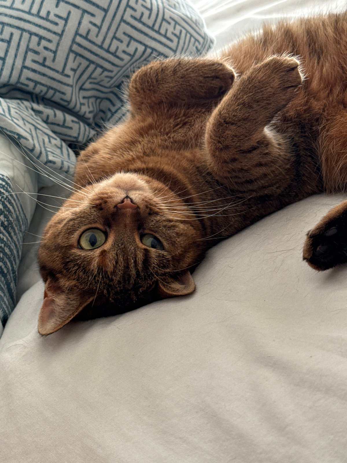 Tabby cat sprawls on white bedding, fully unbothered