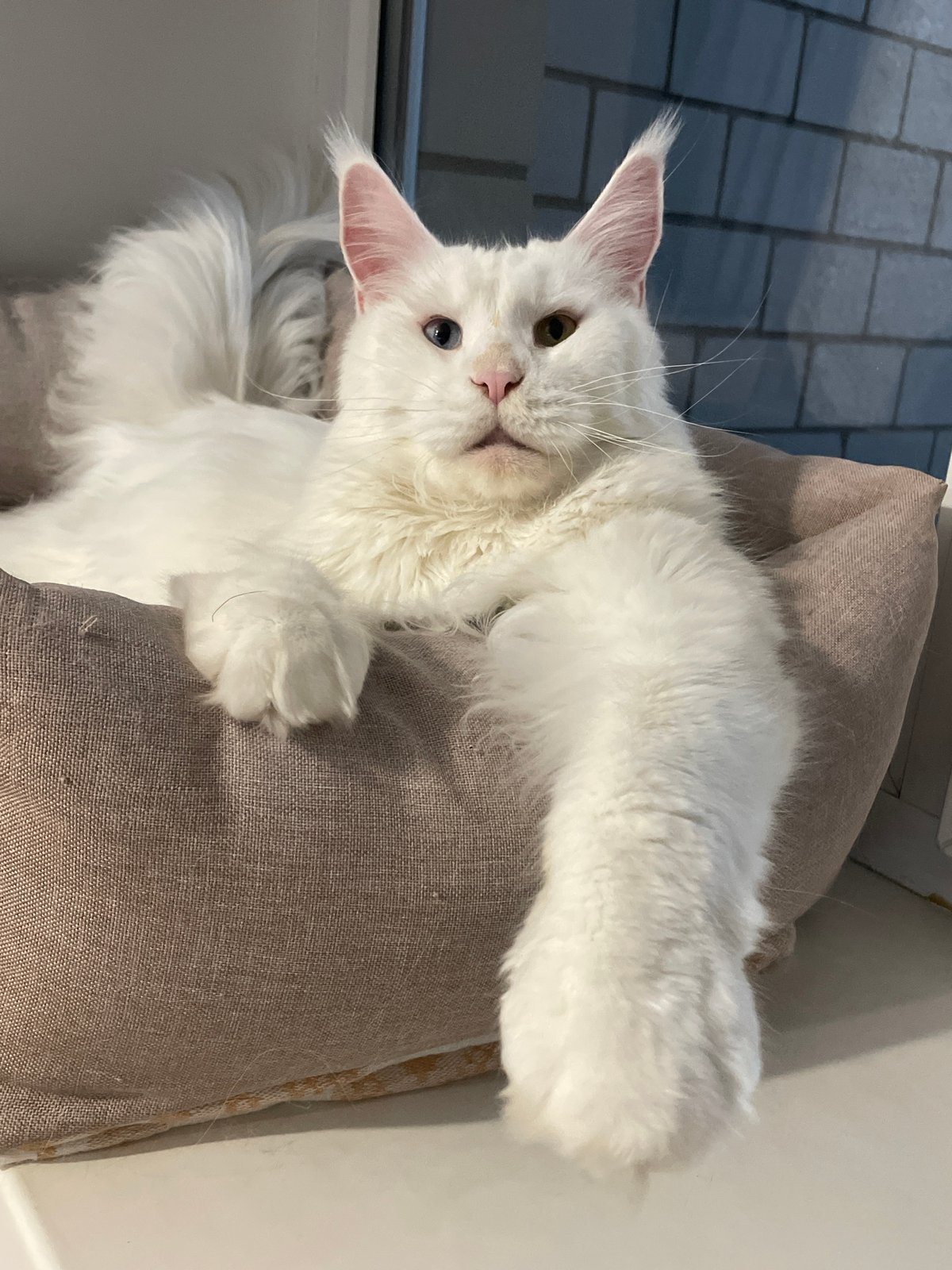 White Maine Coon plays with feather toy in Izhevsk