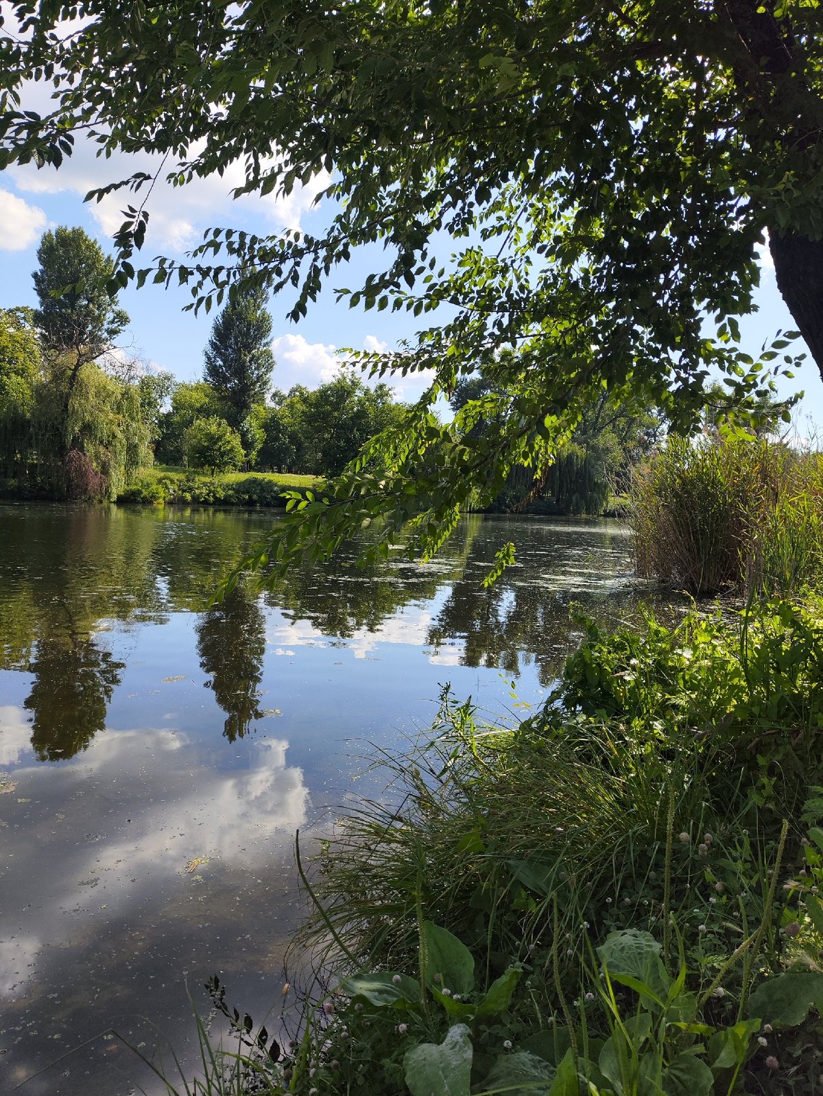 Still water, tall reeds, and tree reflections on a quiet day