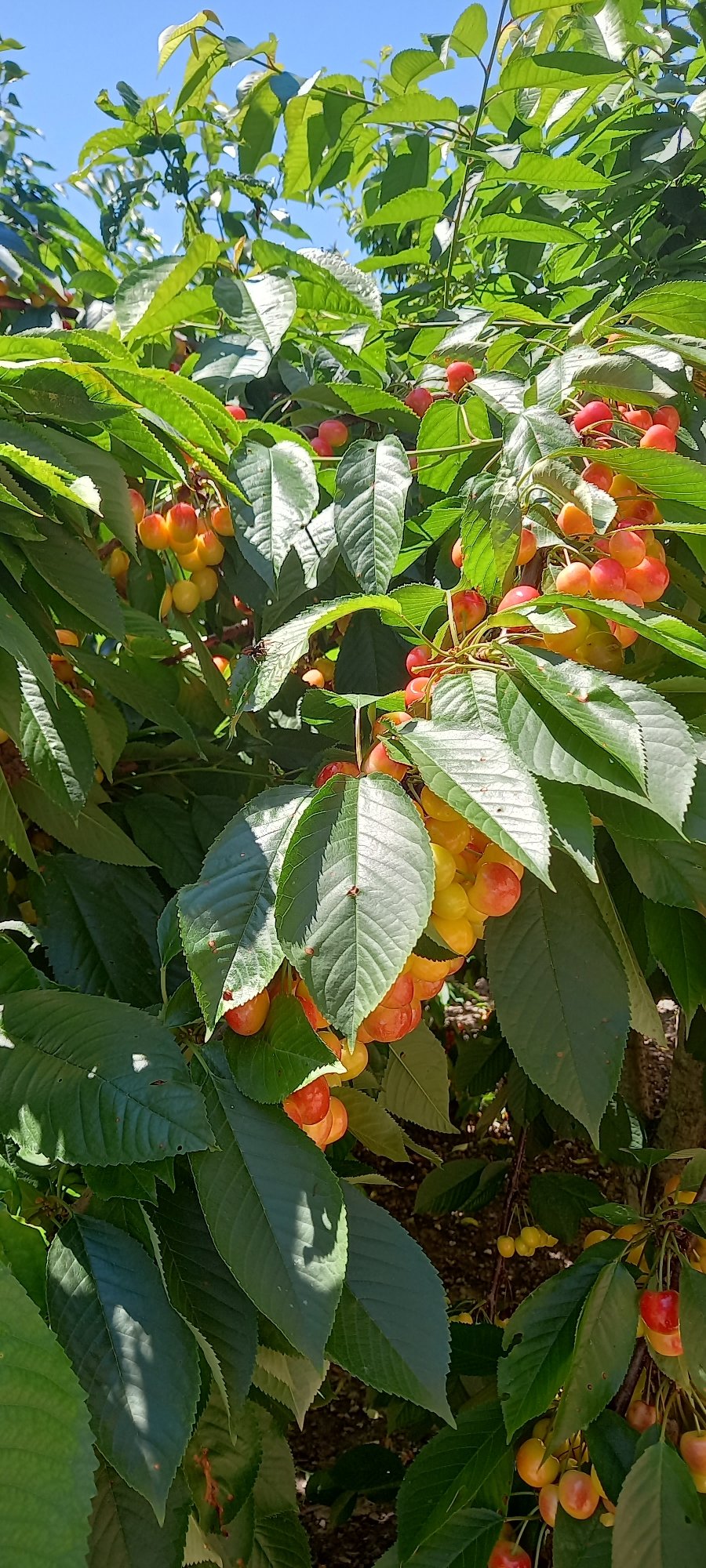Fruit trees in varying ripeness stages observed in Iskra