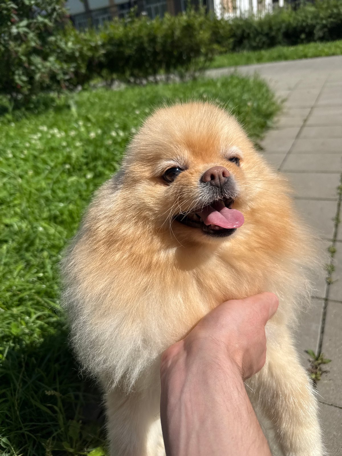 Two Pomeranians taking a sunny outdoor break in Russia