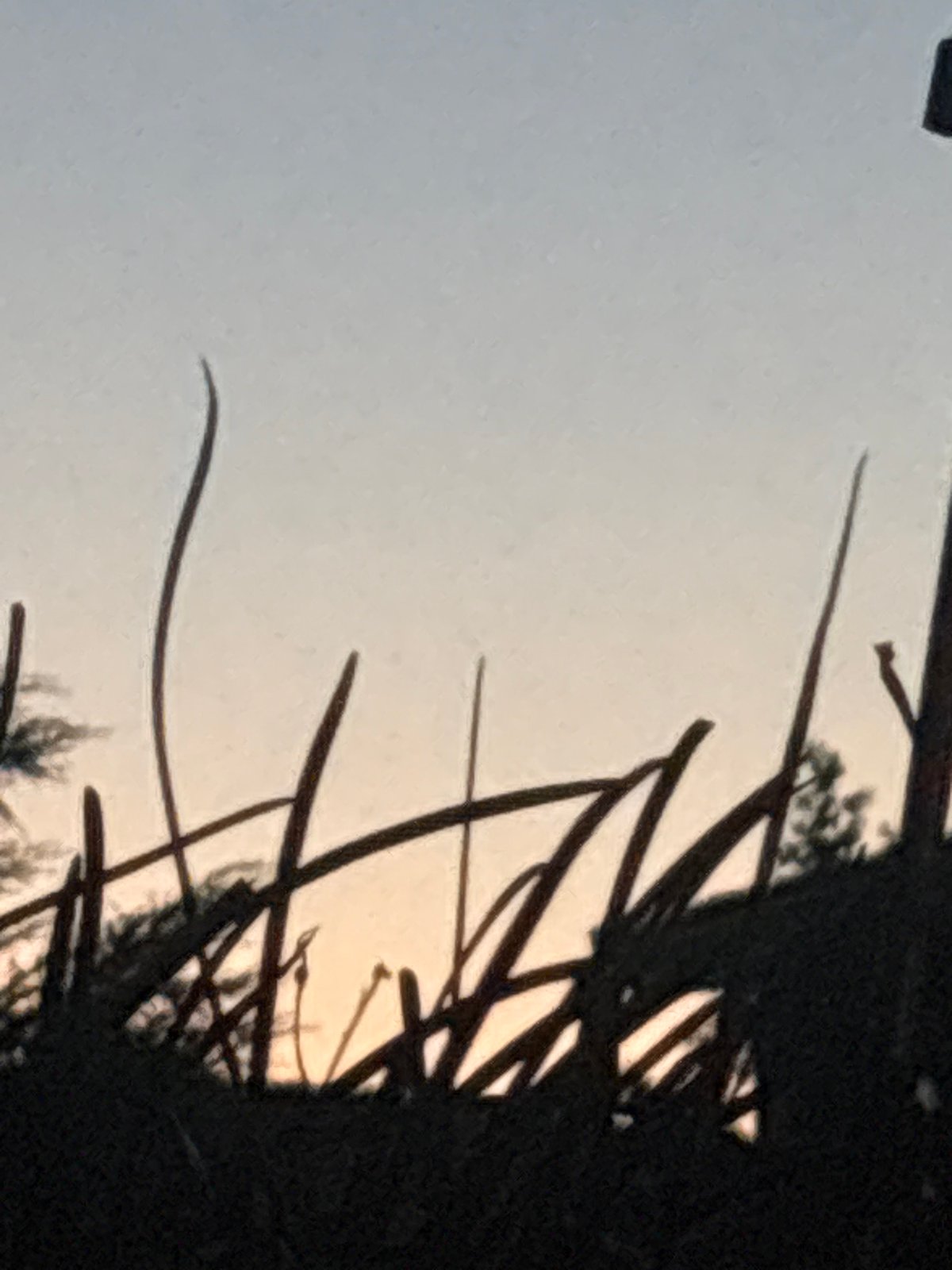 Dusk silhouettes across rooftops and reeds in Vicenza