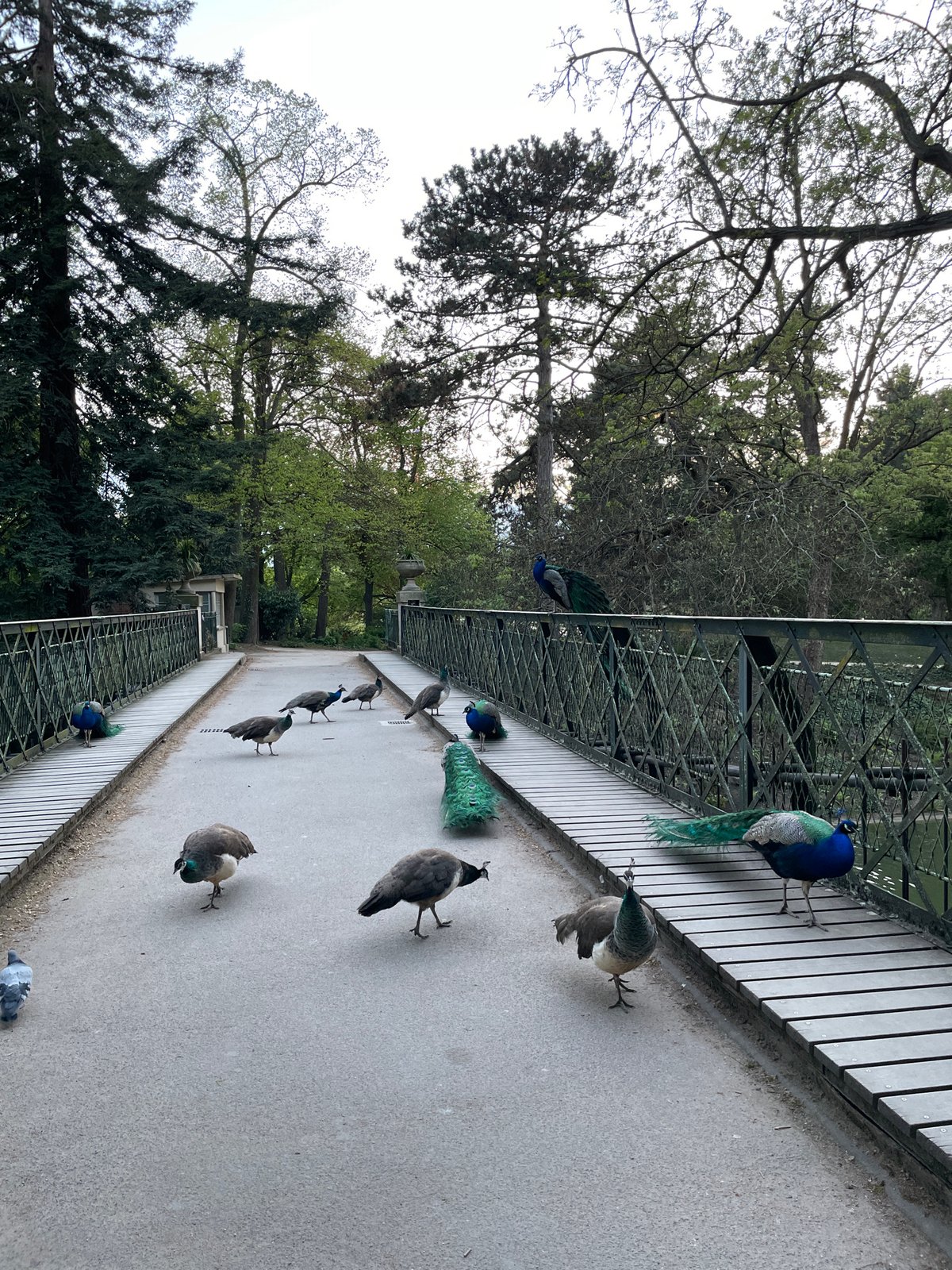 Peacocks gather on concrete bridge in Paris